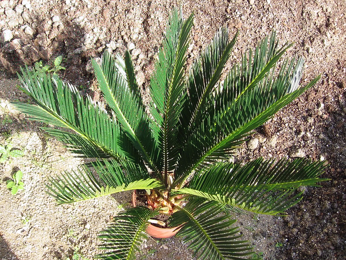 Close up of a potted Sago Palm, the Sago Palm is among the toxic household plants for dogs