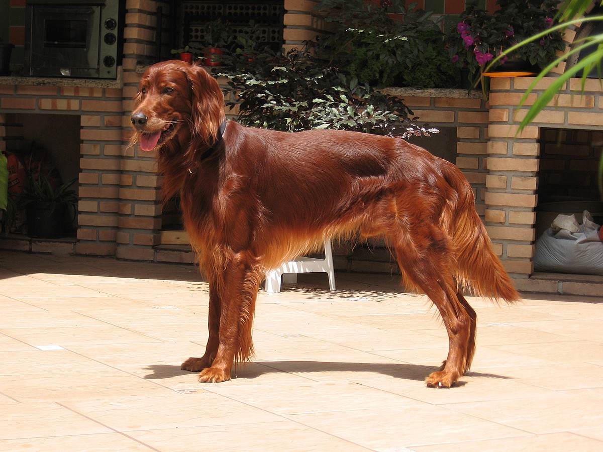 Close up of an Irish Setter standing with tongue slightly out, Irish setters are among the dogs with long ears