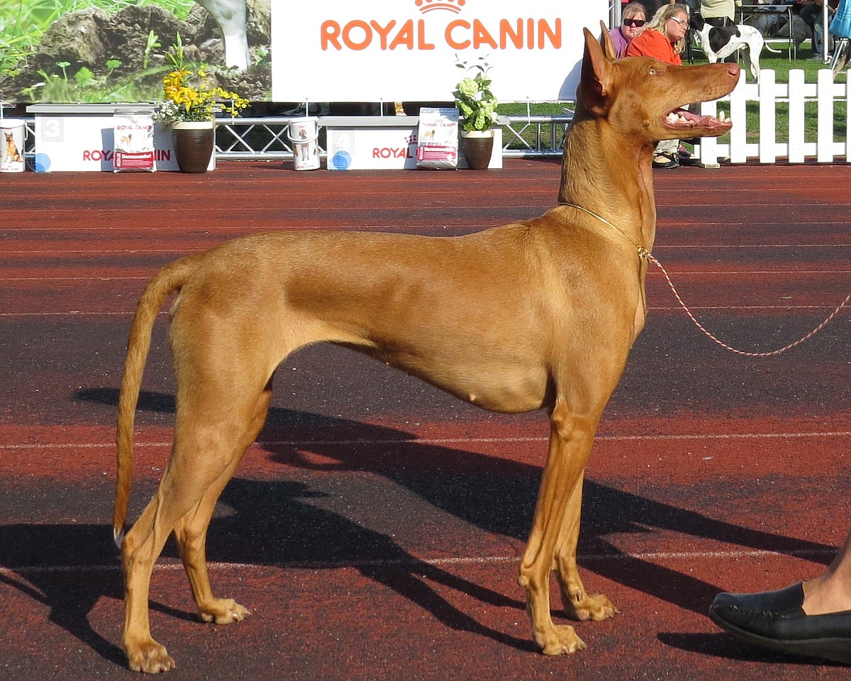 A Pharaoh Hound at a dog show