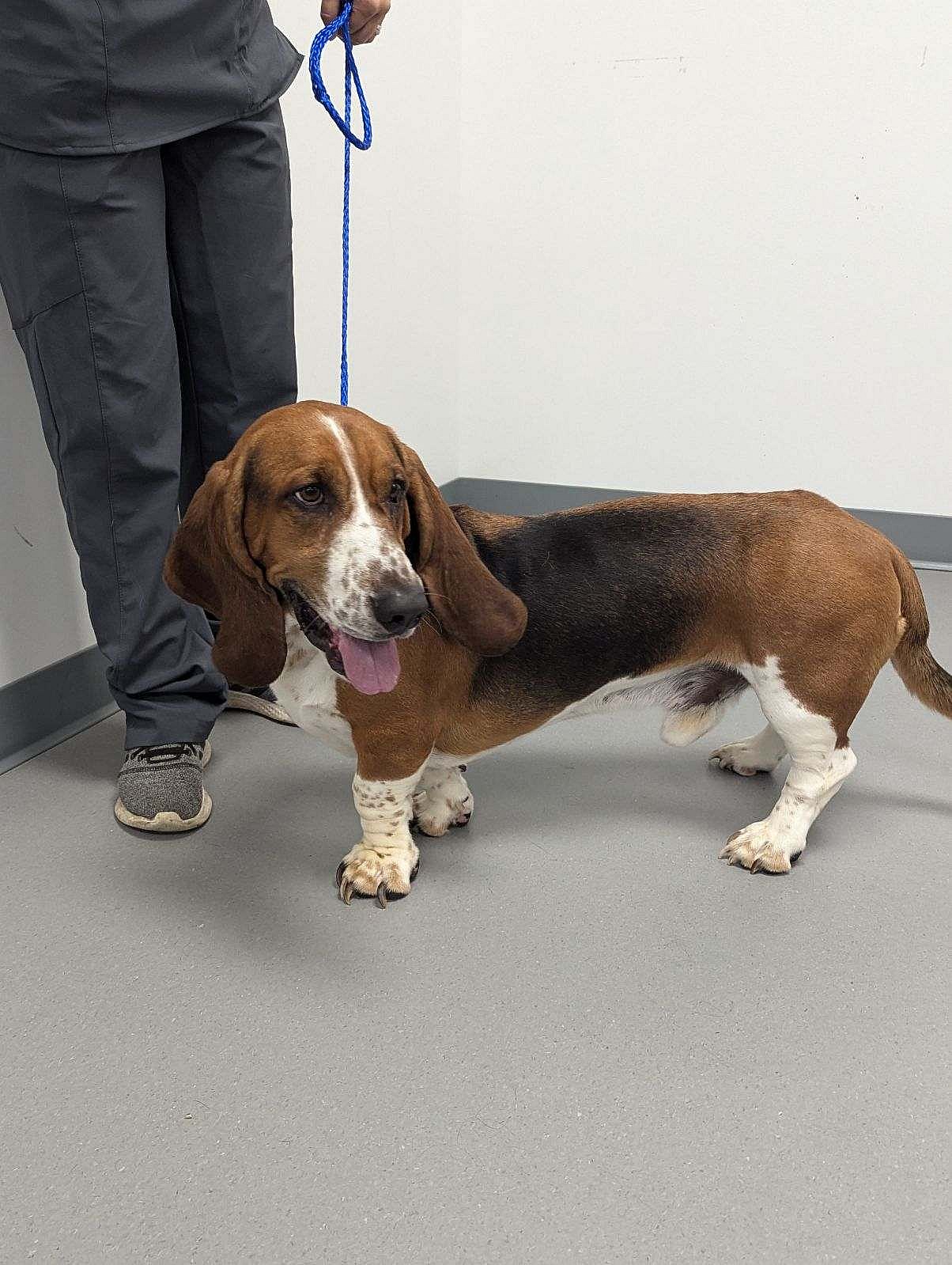 Fred (basset Sept 2024)