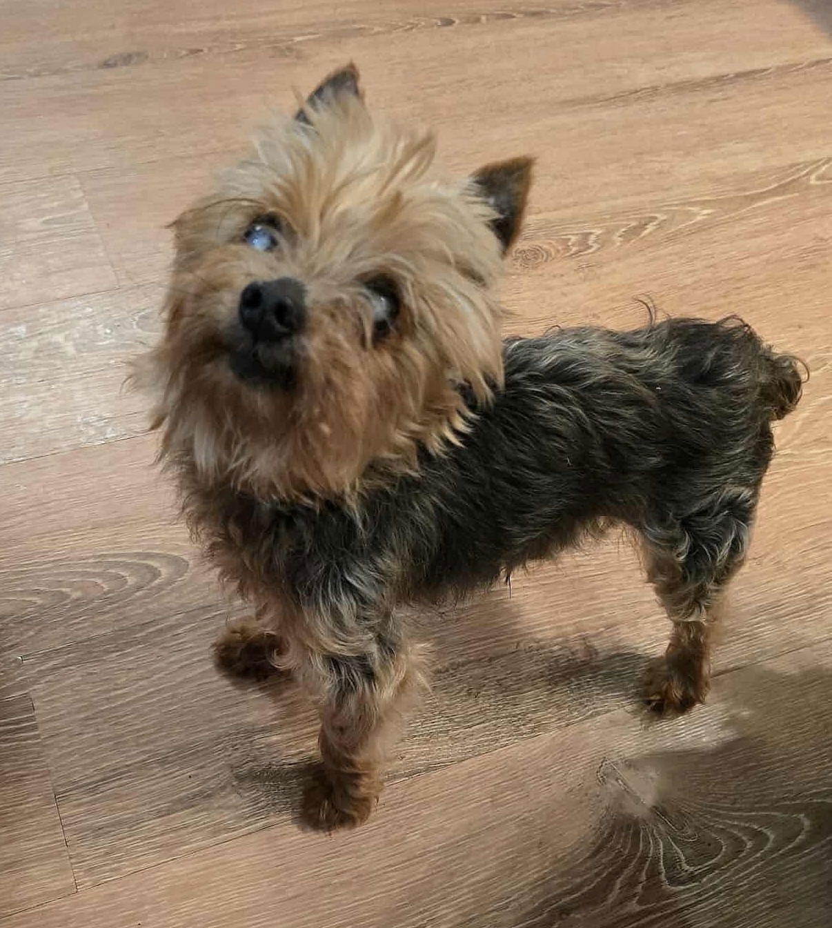 Benny - Yorkshire Terrier Yorkie