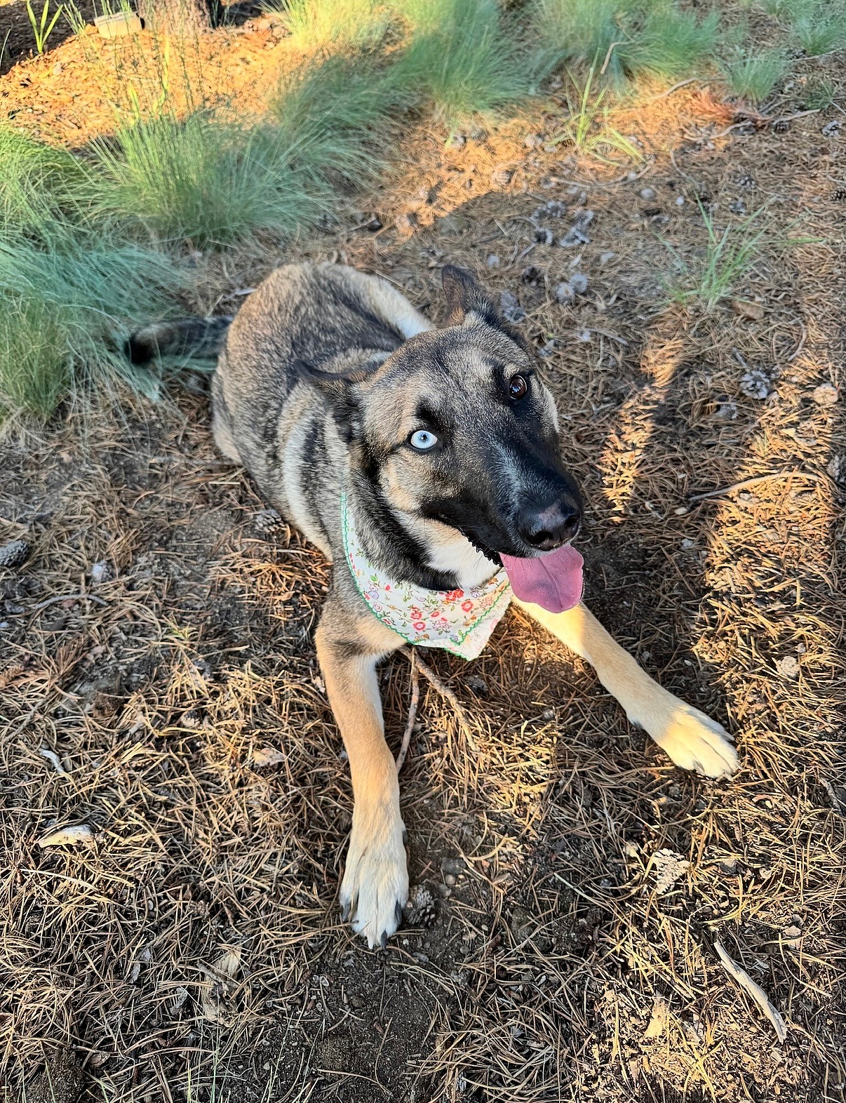 Beautiful Bonnie is looking for her forever home!