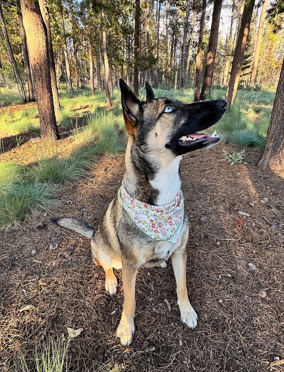 Beautiful Bonnie is looking for her forever home!