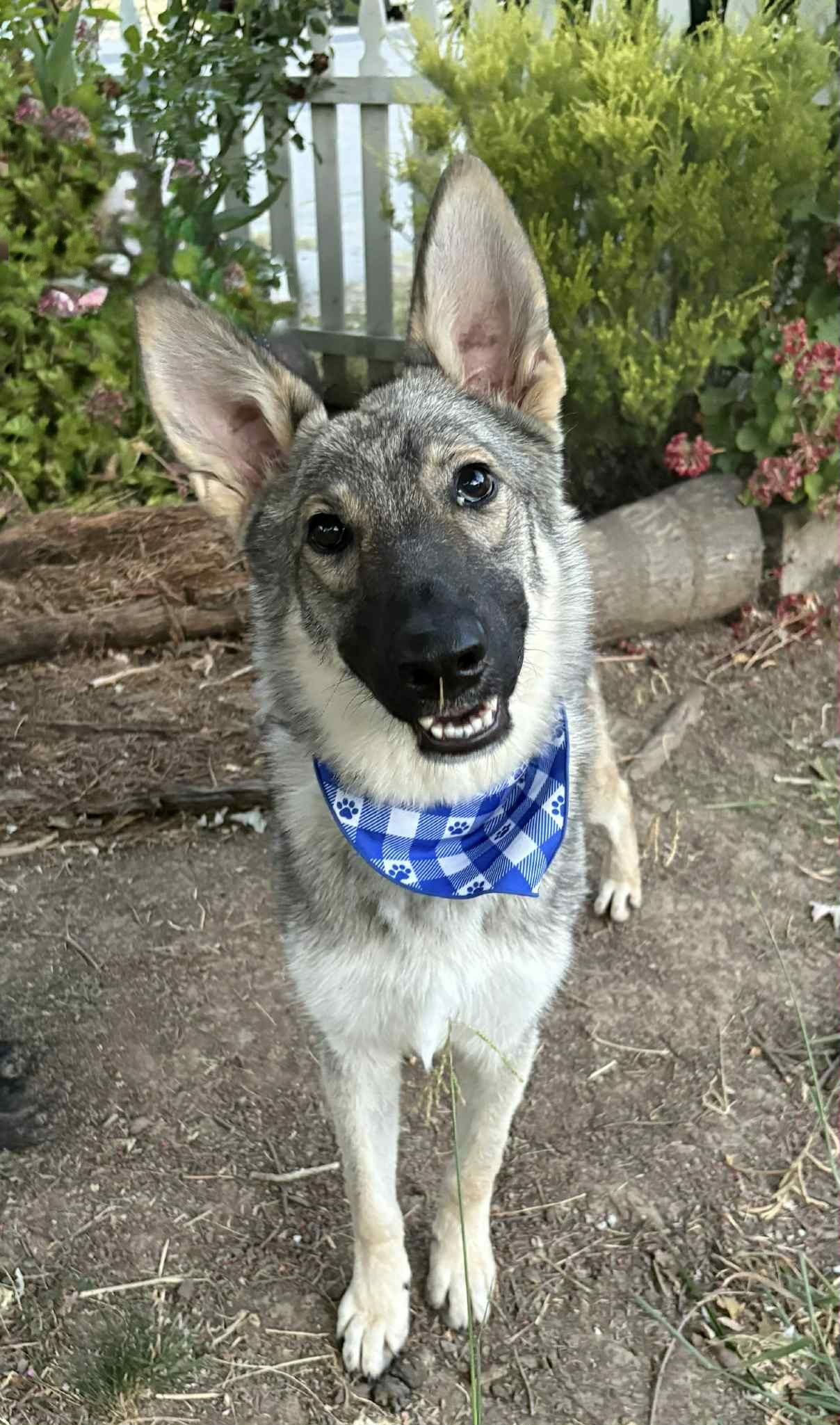 Theo - German Shepherd Dog