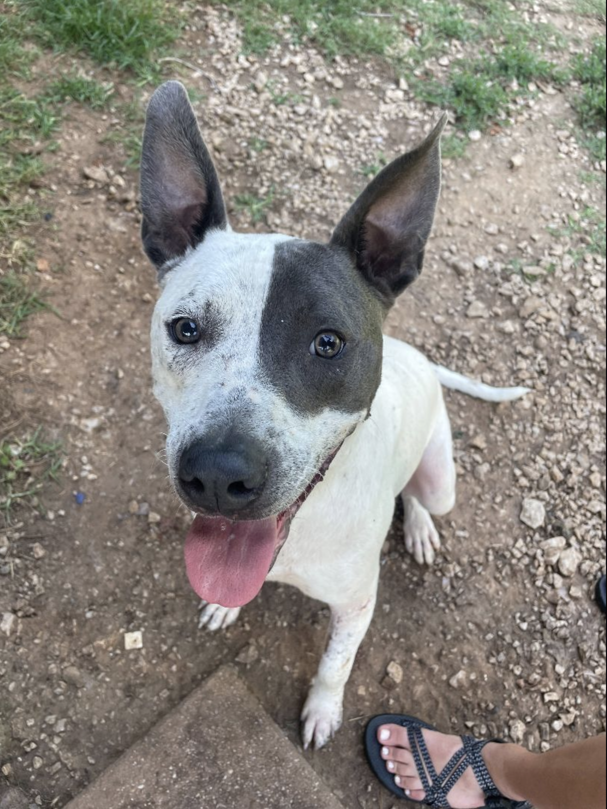 Snoopy up for Adoption