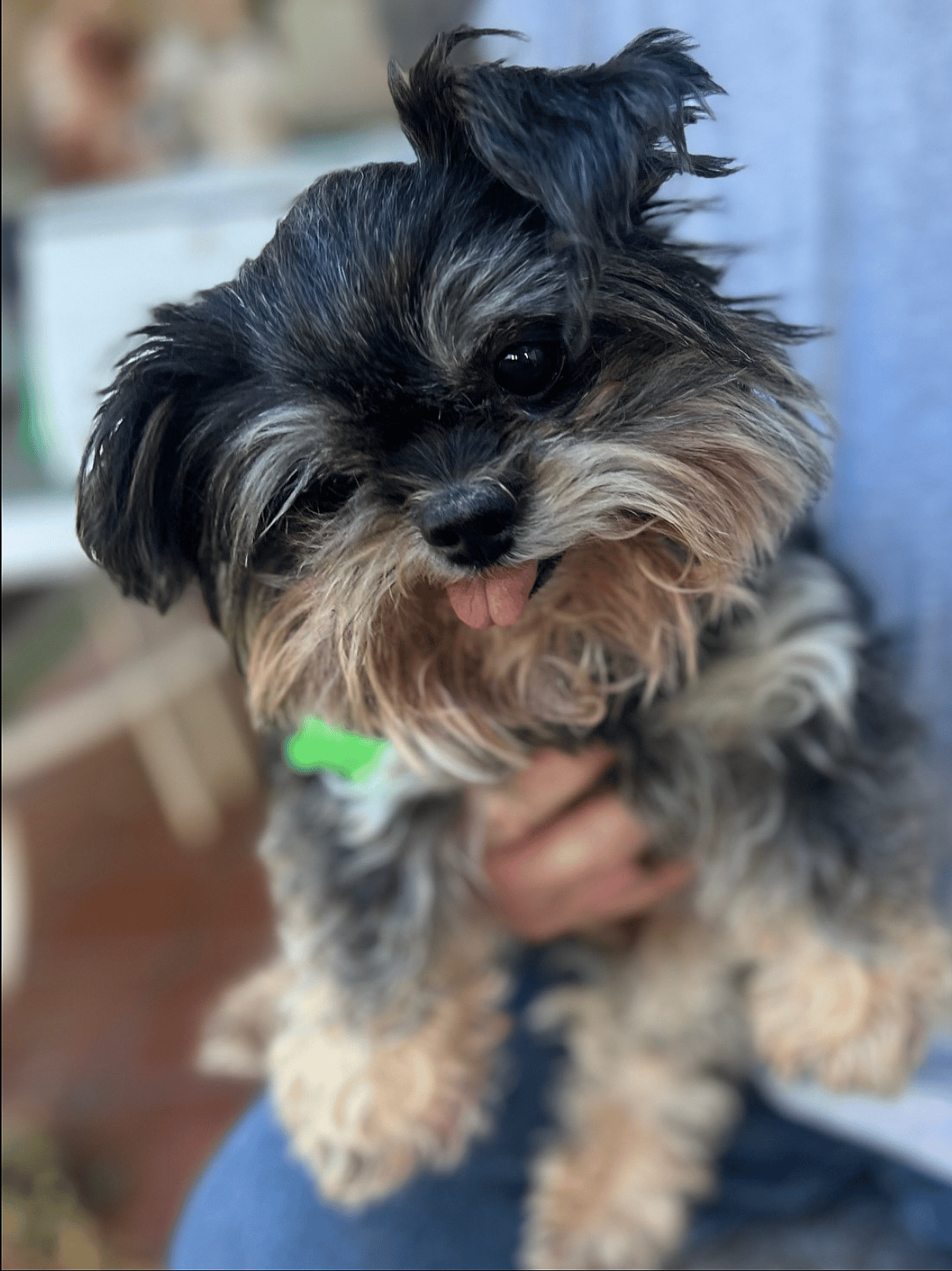 Bubbles up for Adoption