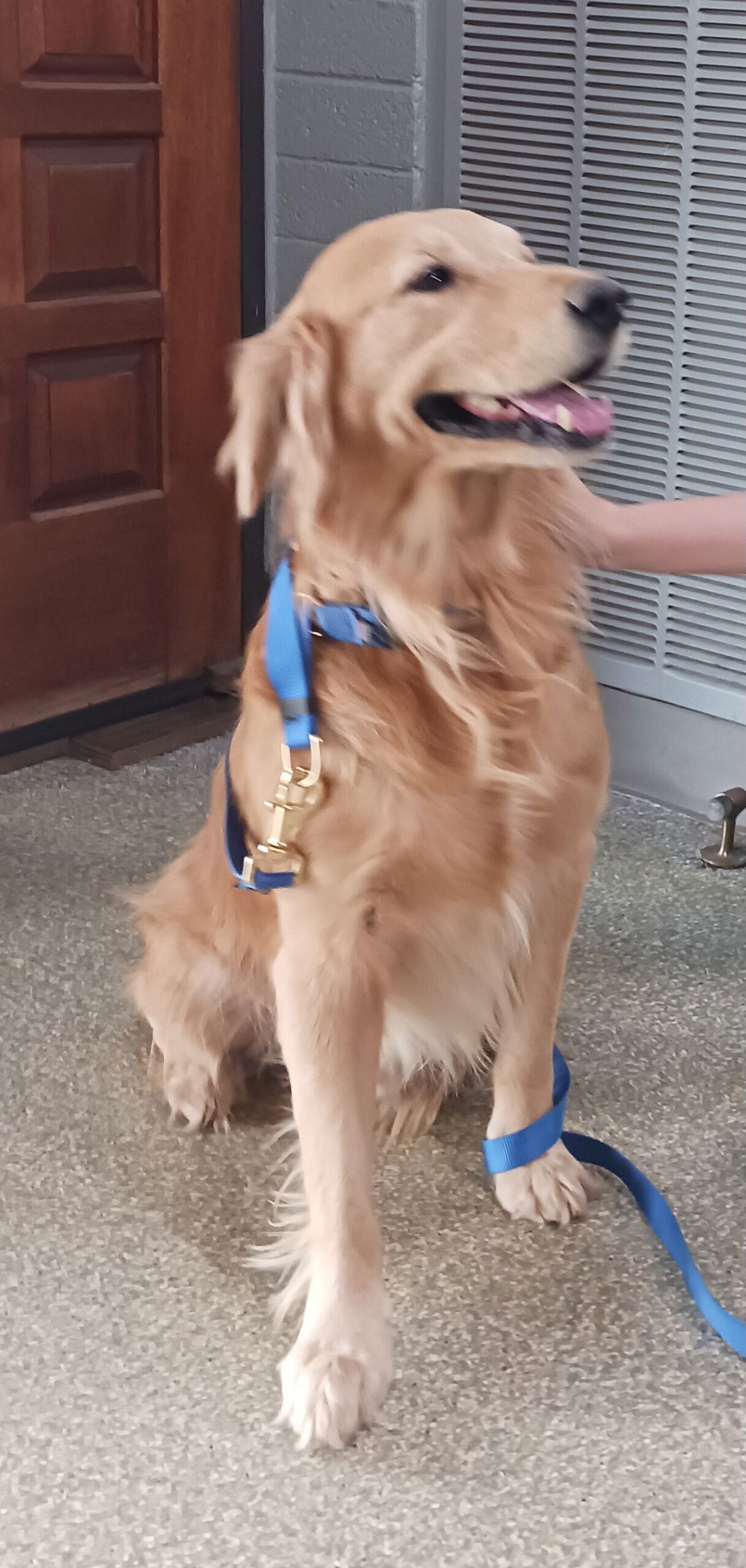 Toby - Golden Retriever