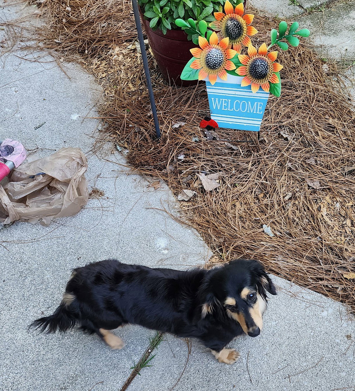 Skylar in TN - Dachshund