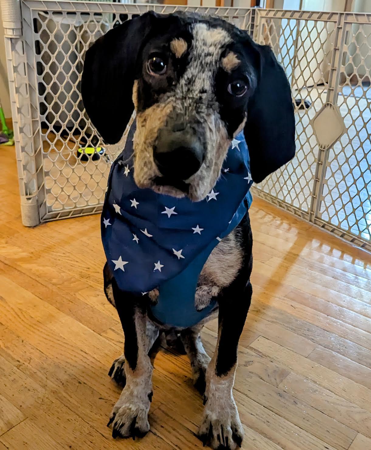 Tad Arthur - Bluetick Coonhound