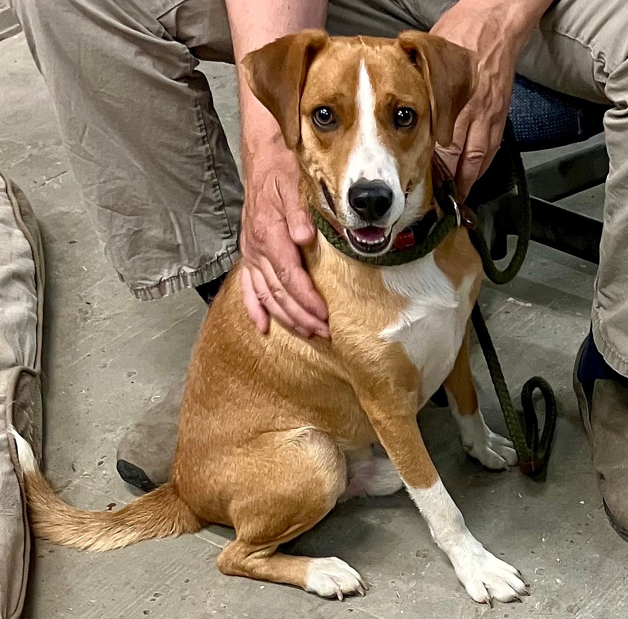 Button up for Adoption