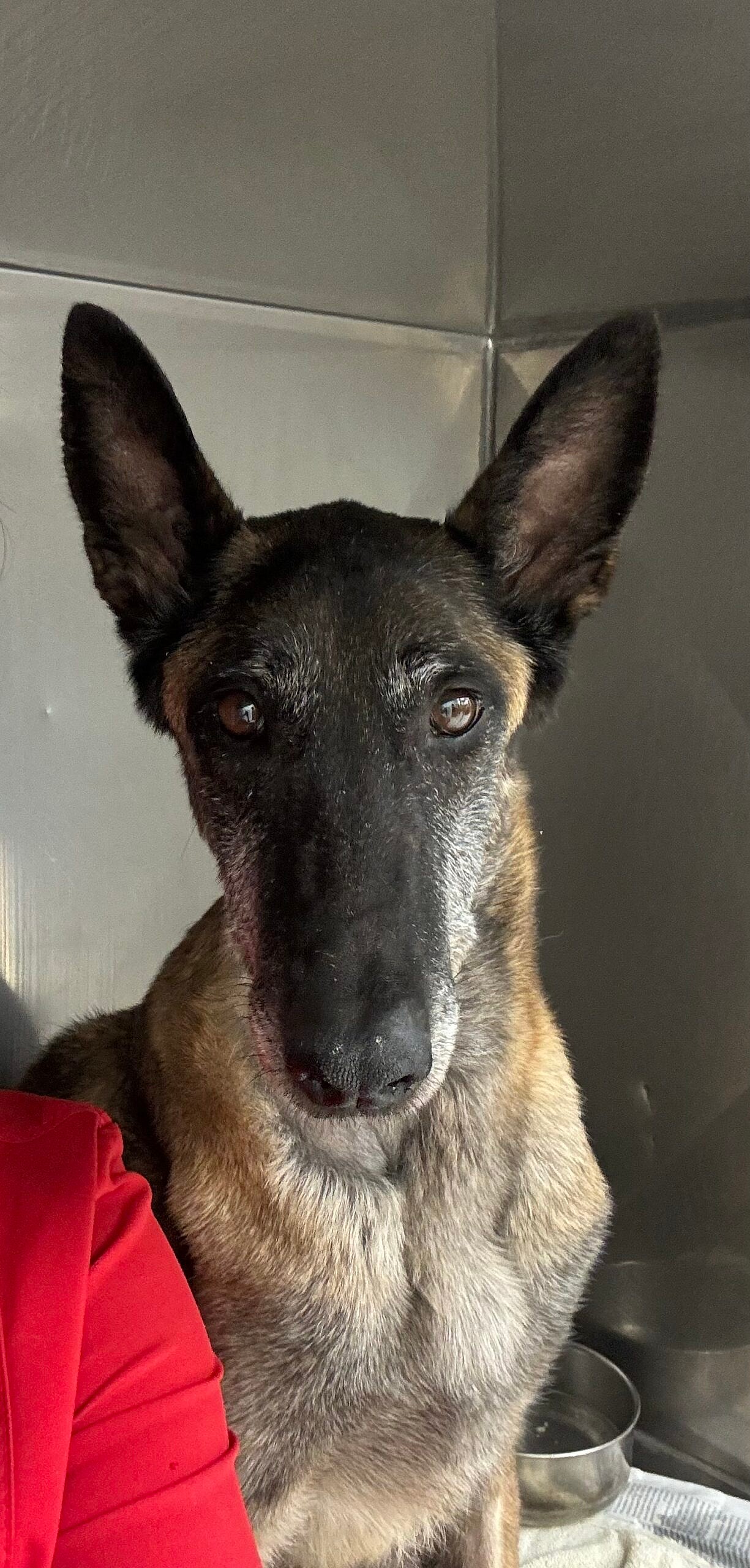 Miss Molly up for Adoption