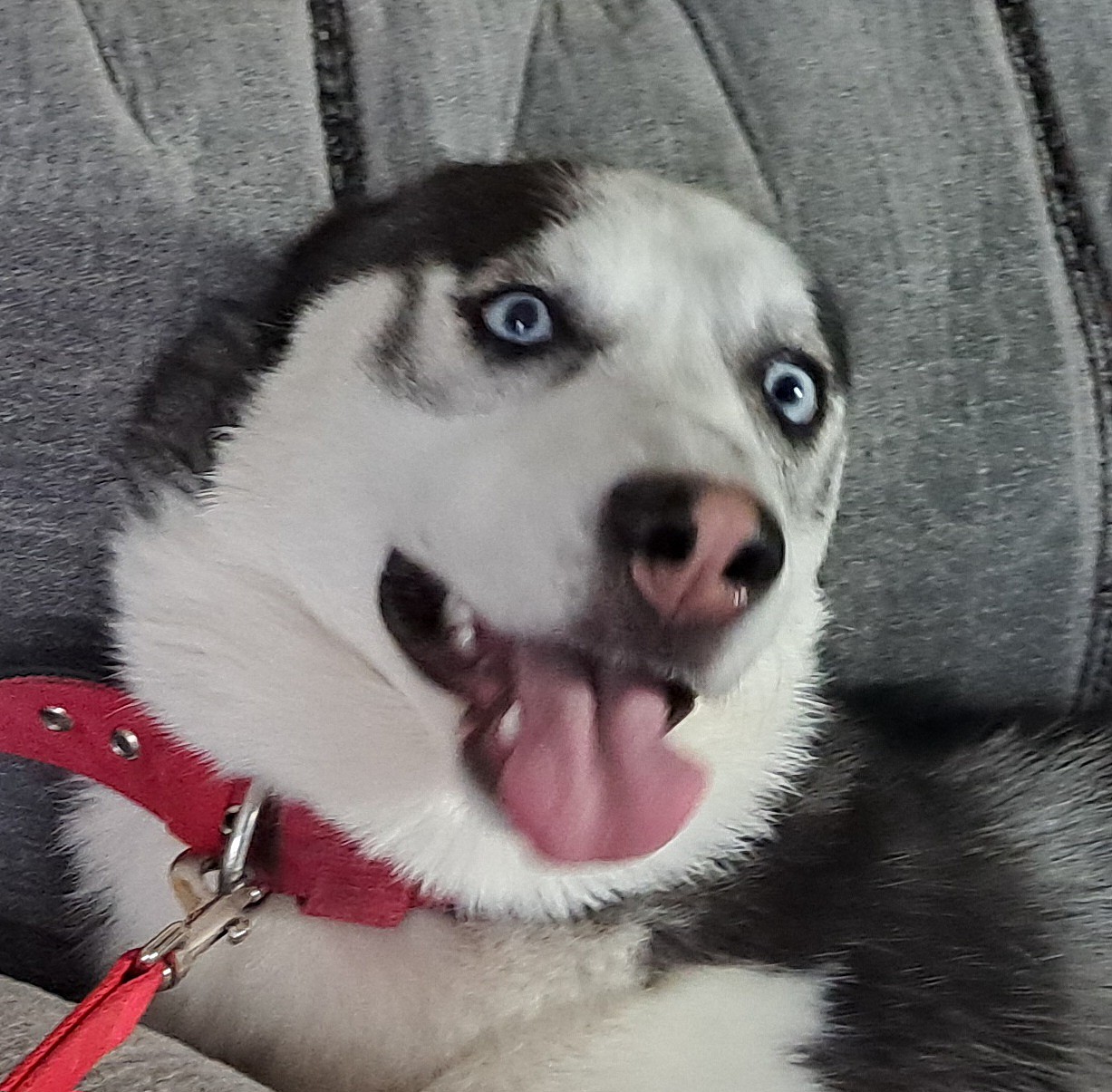 Adorable Husky Abandoned on Highway as a pup