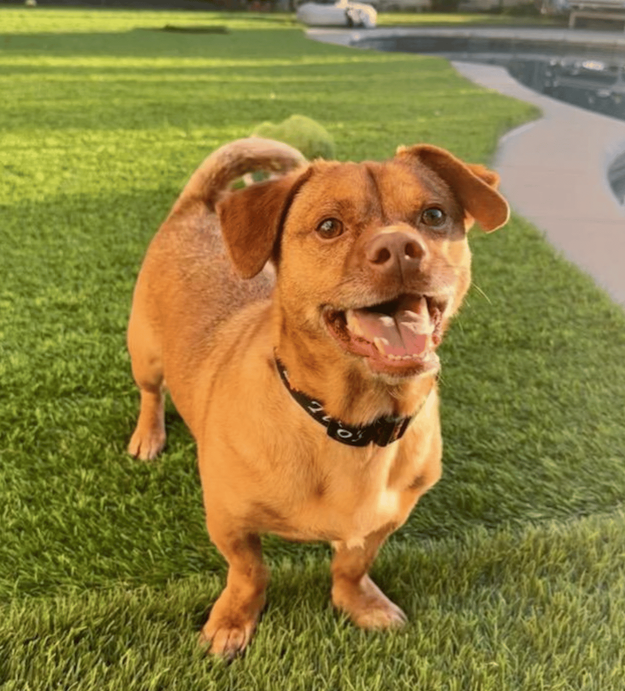 Tito