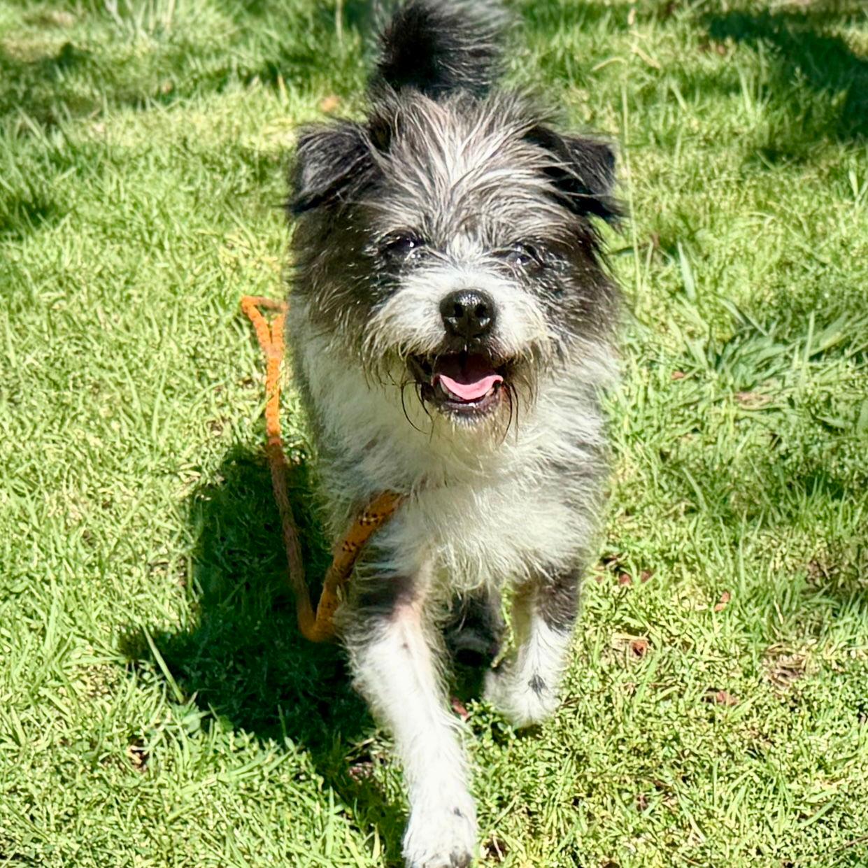 Pluto - Terrier