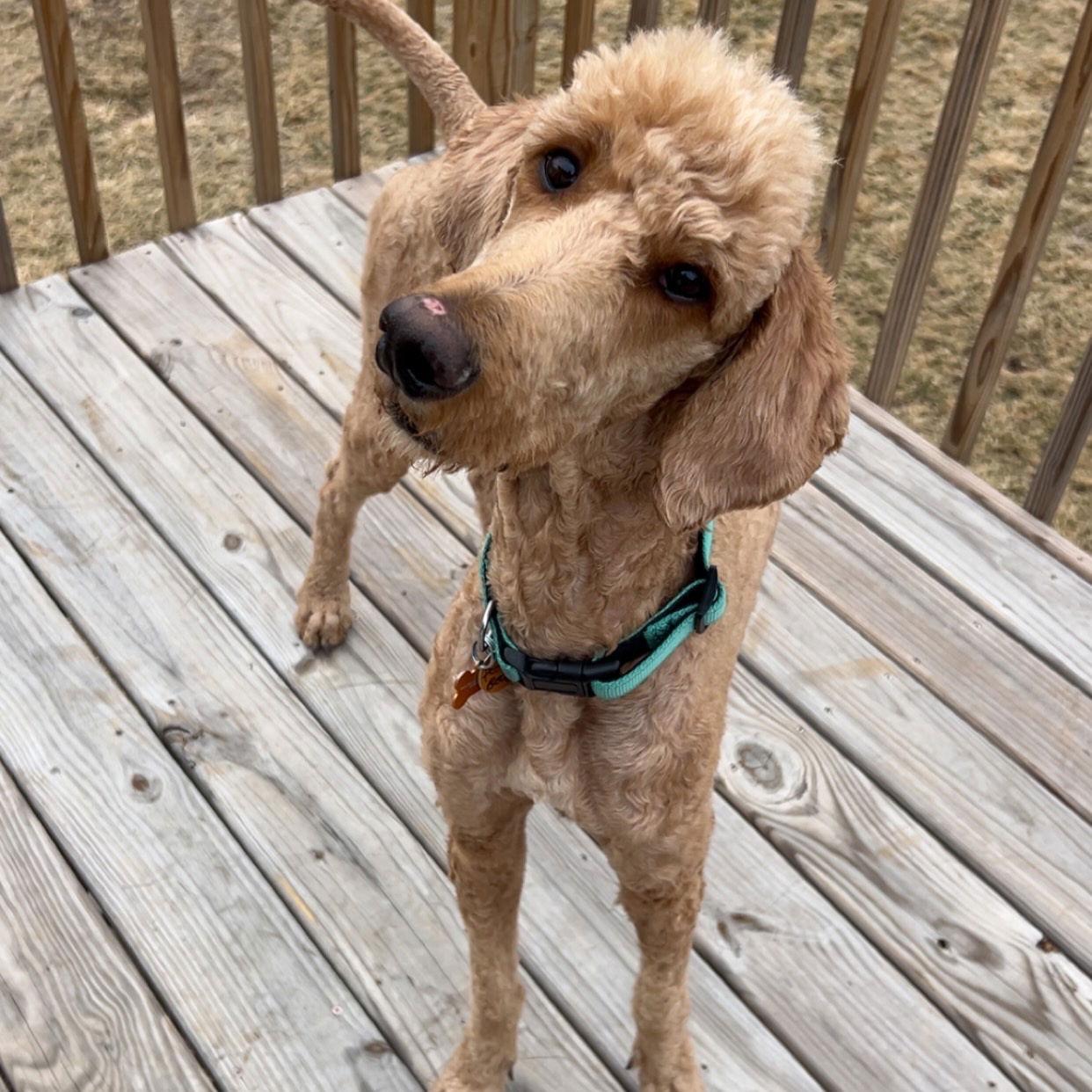Pooh Bear - Irish Setter
