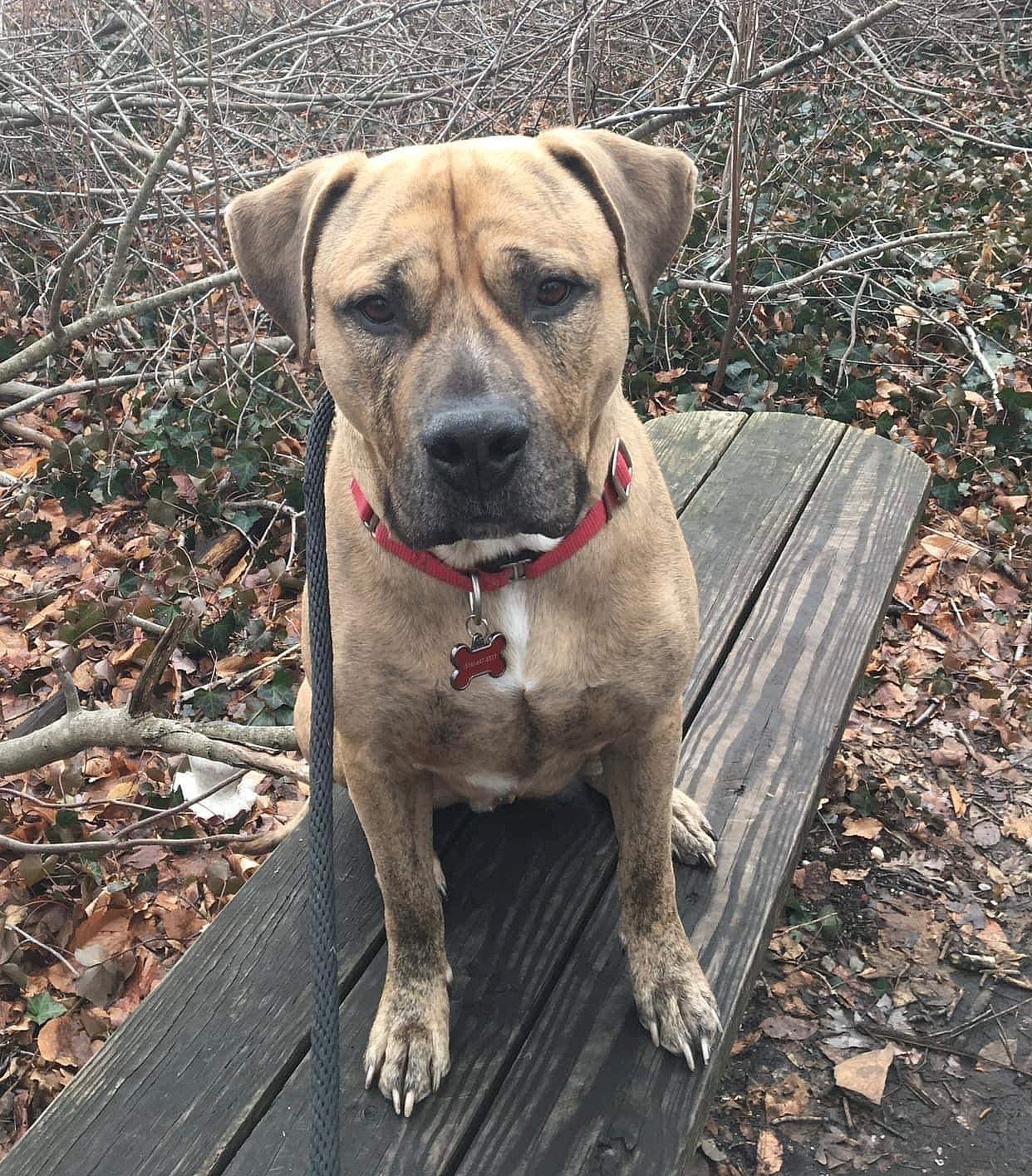 Bentley up for Adoption