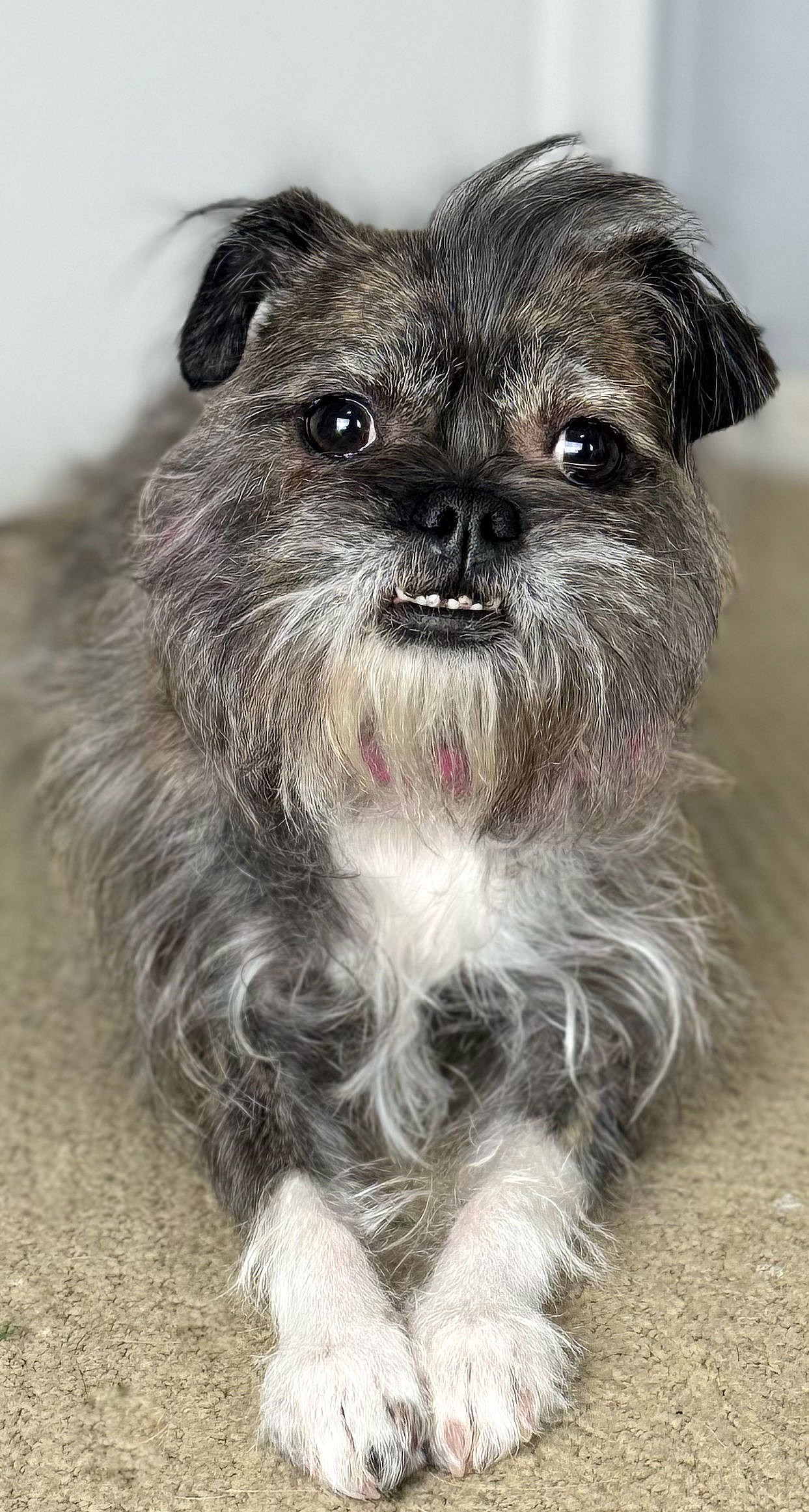 Gremlin - Brussels Griffon