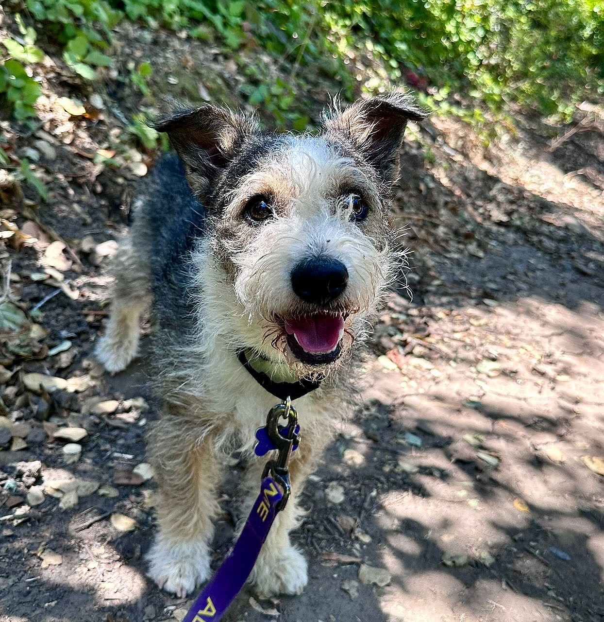 Huckleberry - Miniature Schnauzer