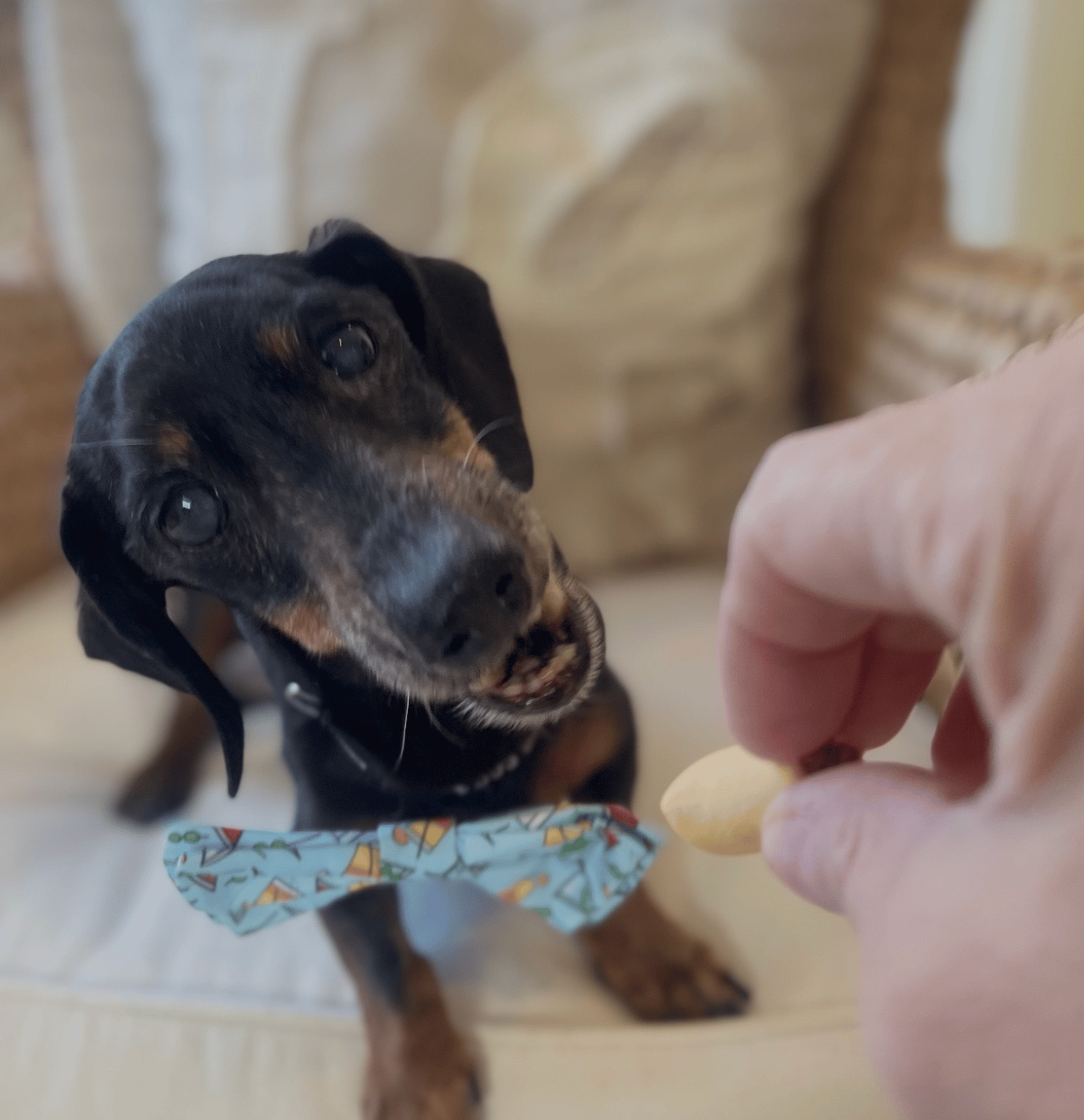 Pepperoni - Dachshund