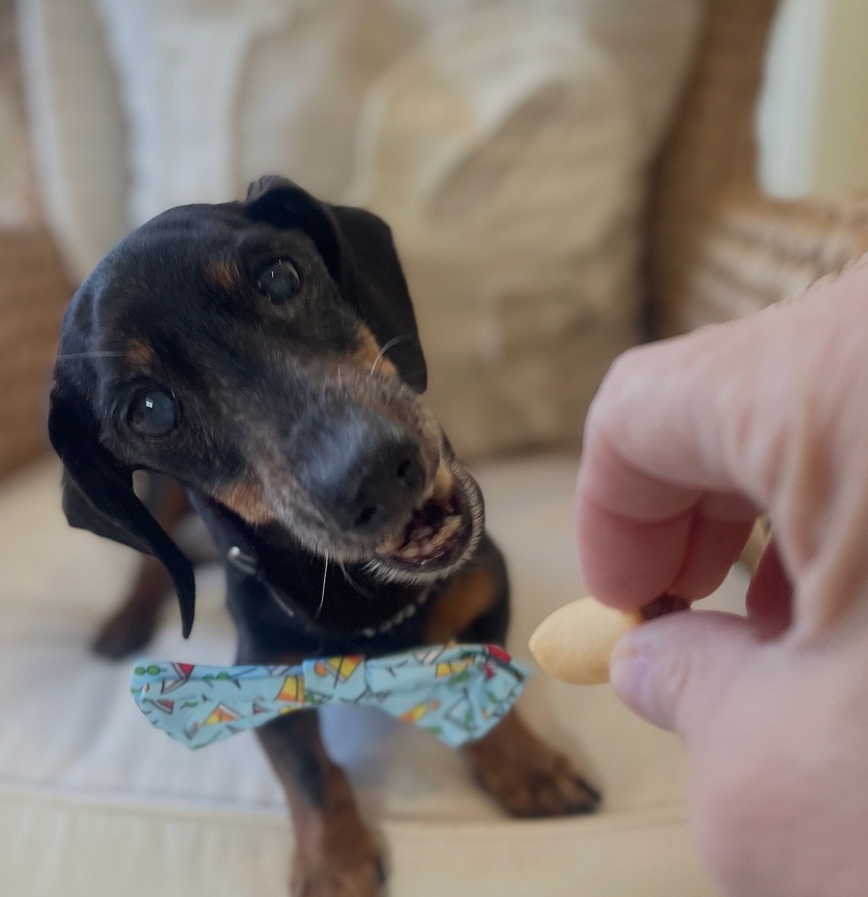 Pepperoni - Dachshund