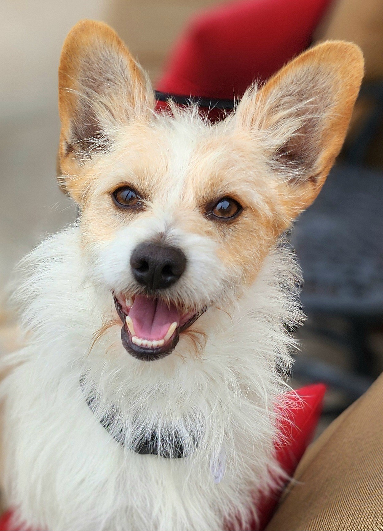 Presley up for Adoption