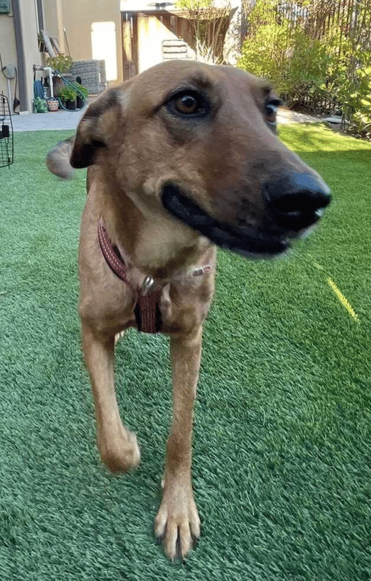 Canela