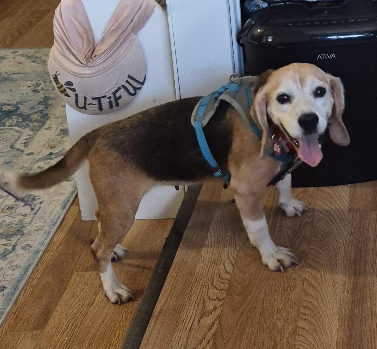Bootsie - Beagle