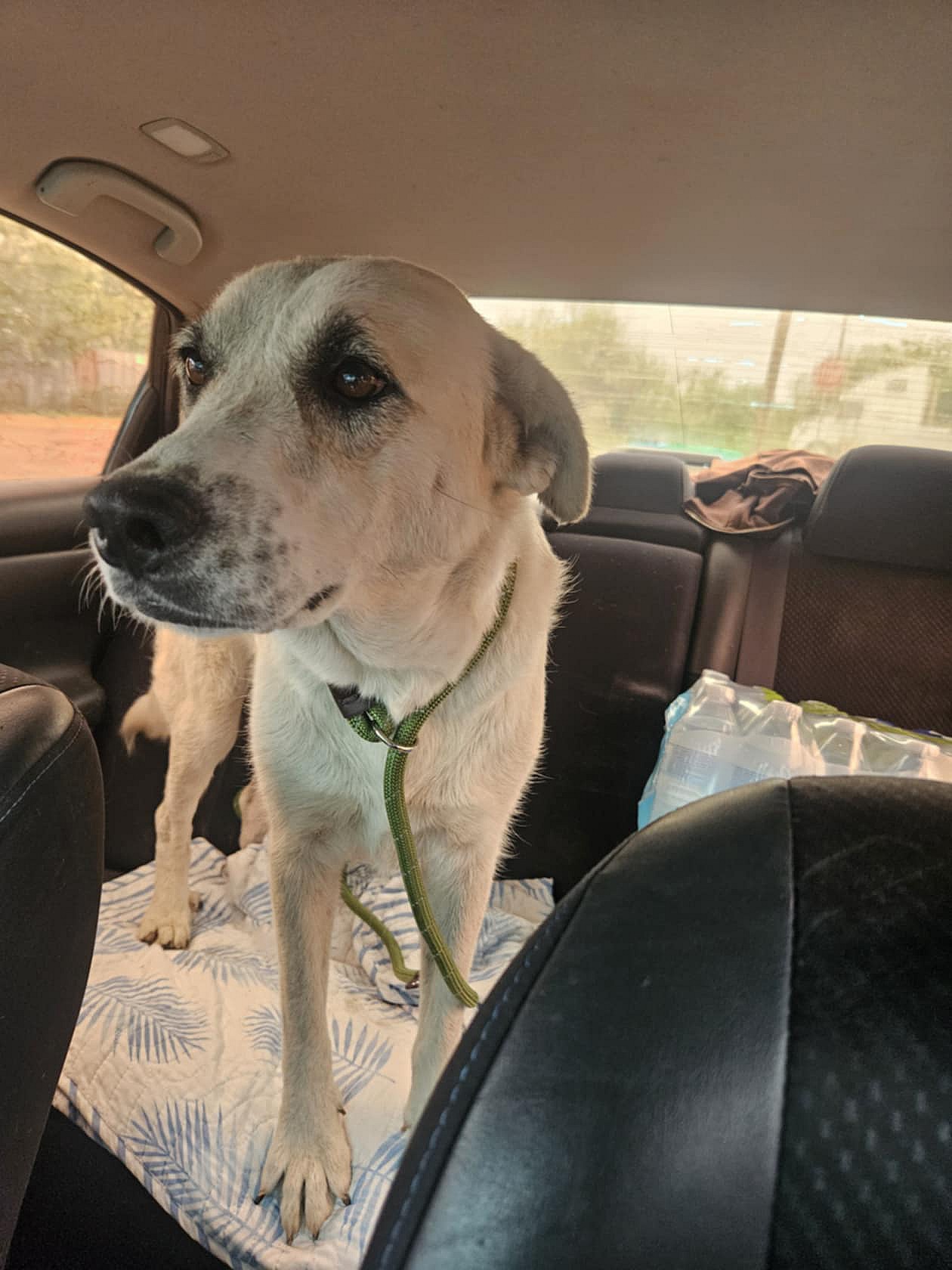 Pearl - Great Pyrenees