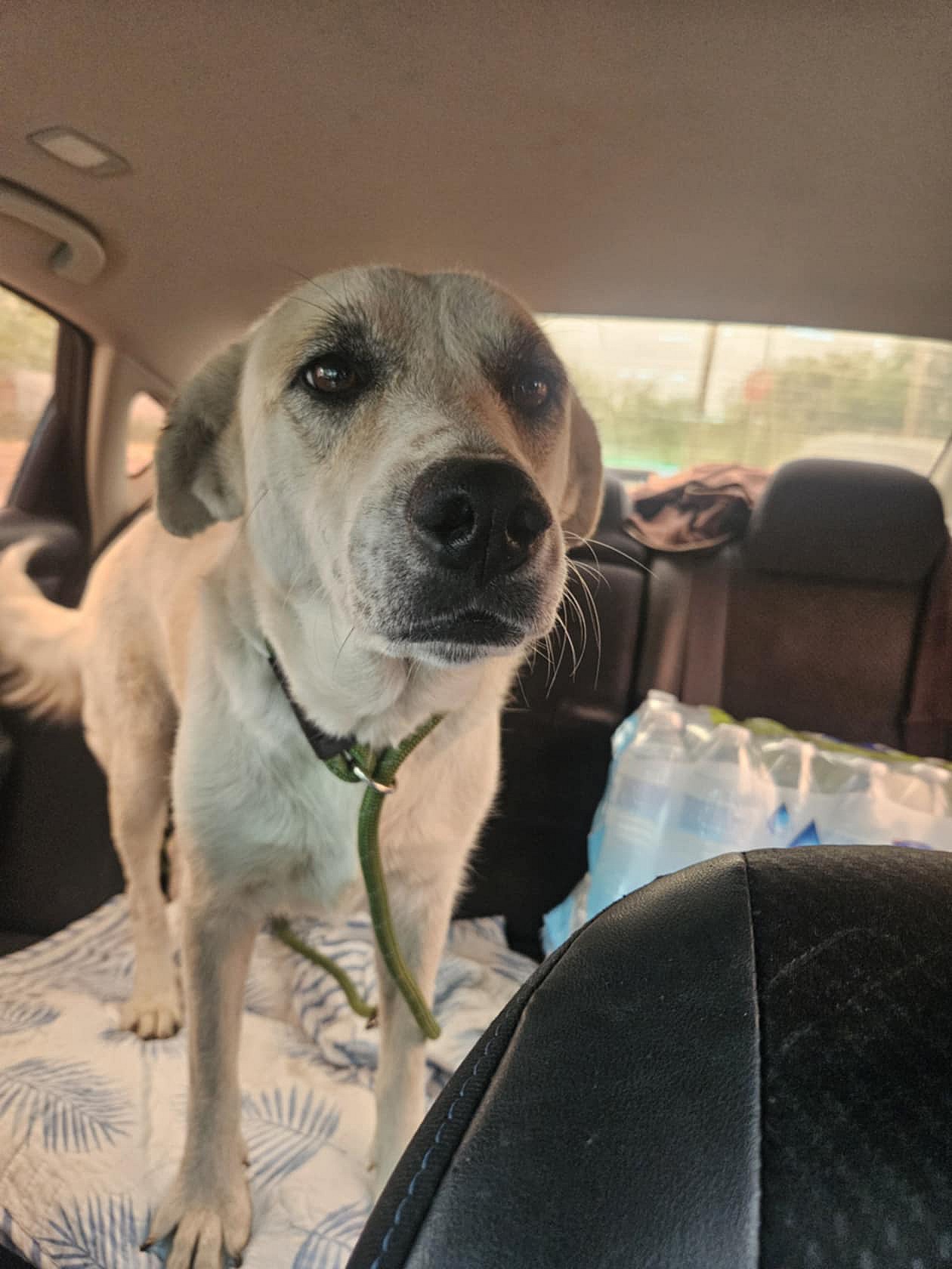 Pearl - Great Pyrenees