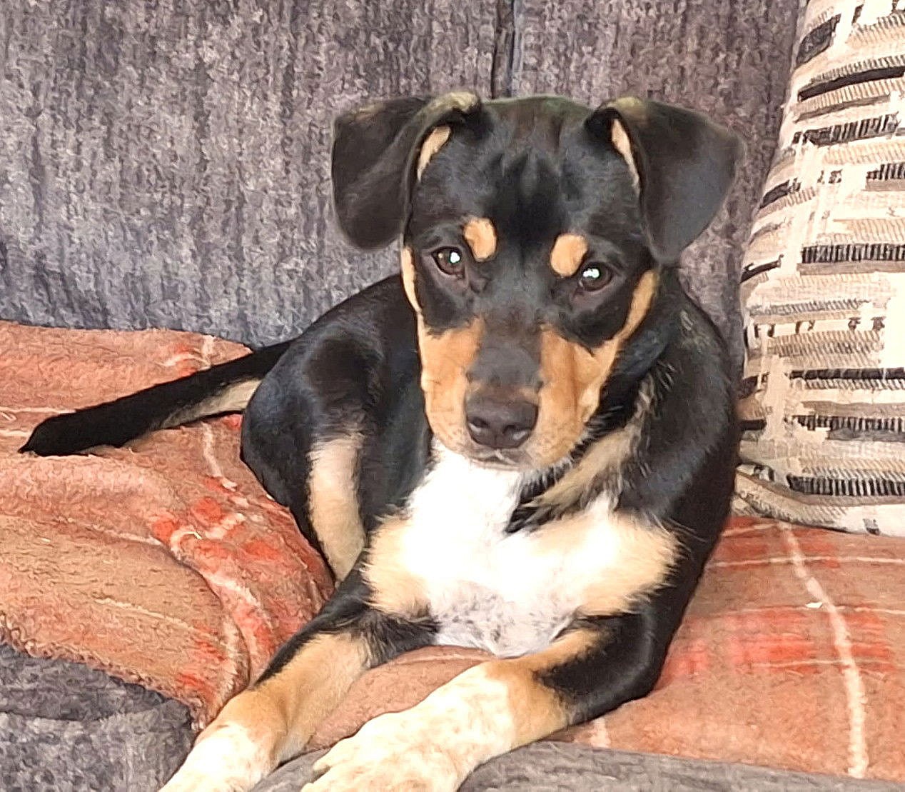 Topper Dreamweaver *LOCAL* - Terrier