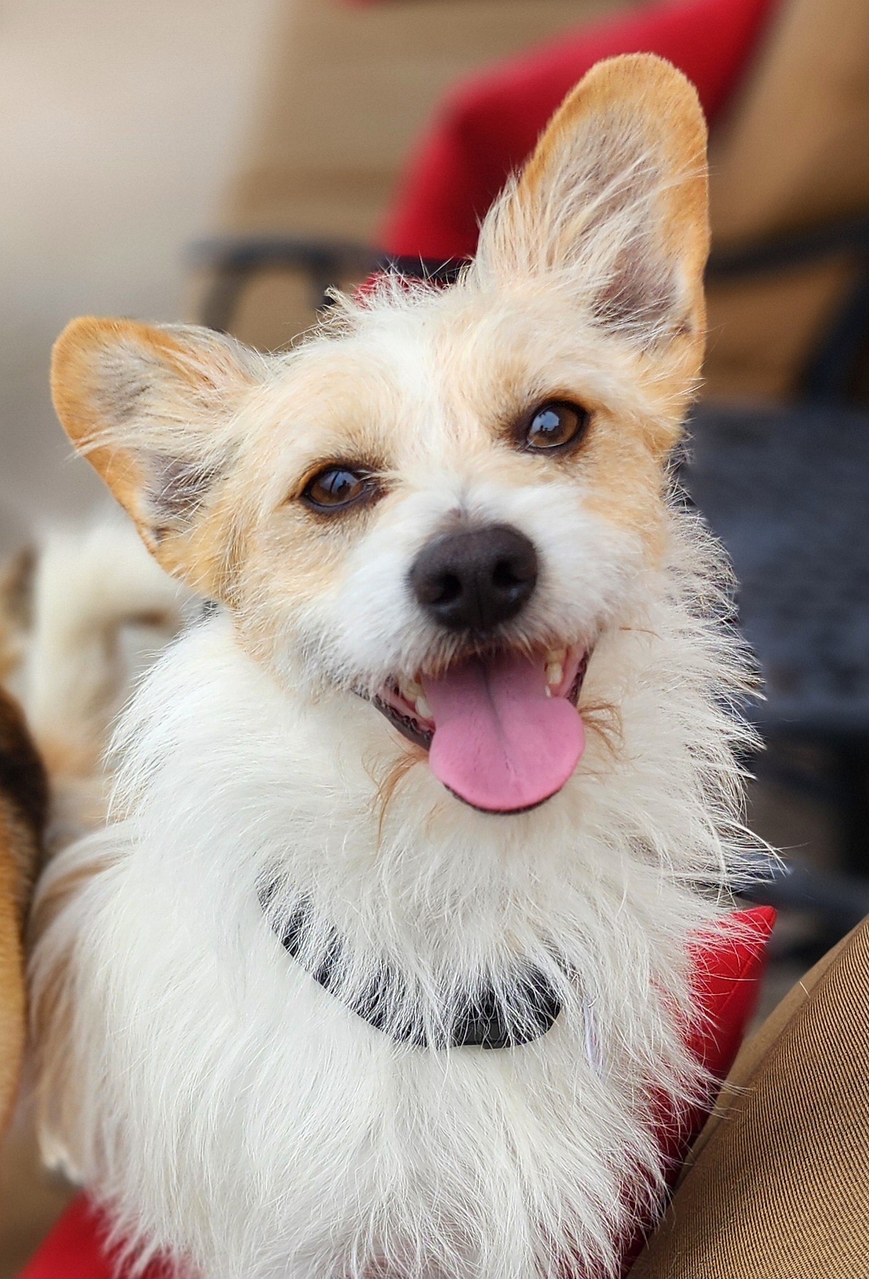 Presley up for Adoption