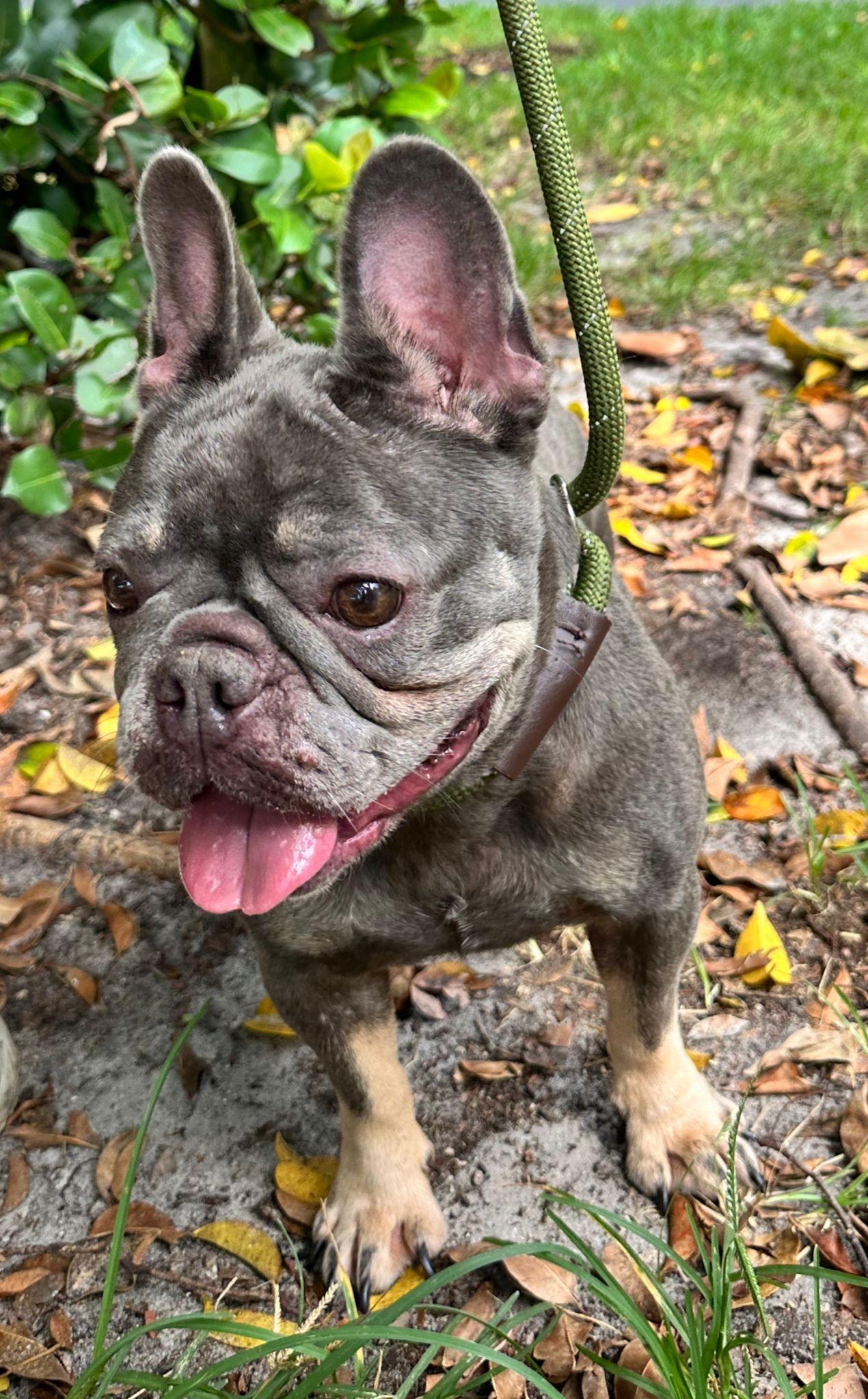CHIQUIS - French Bulldog