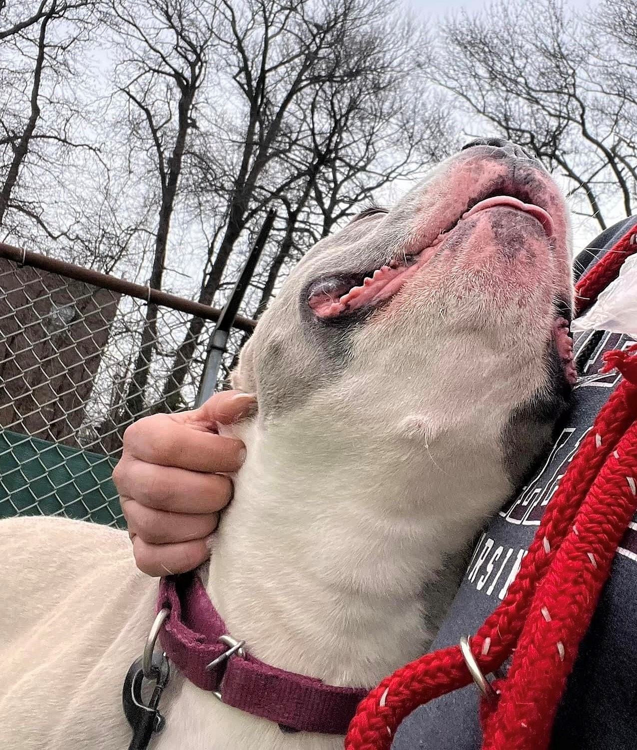 Bear up for Adoption