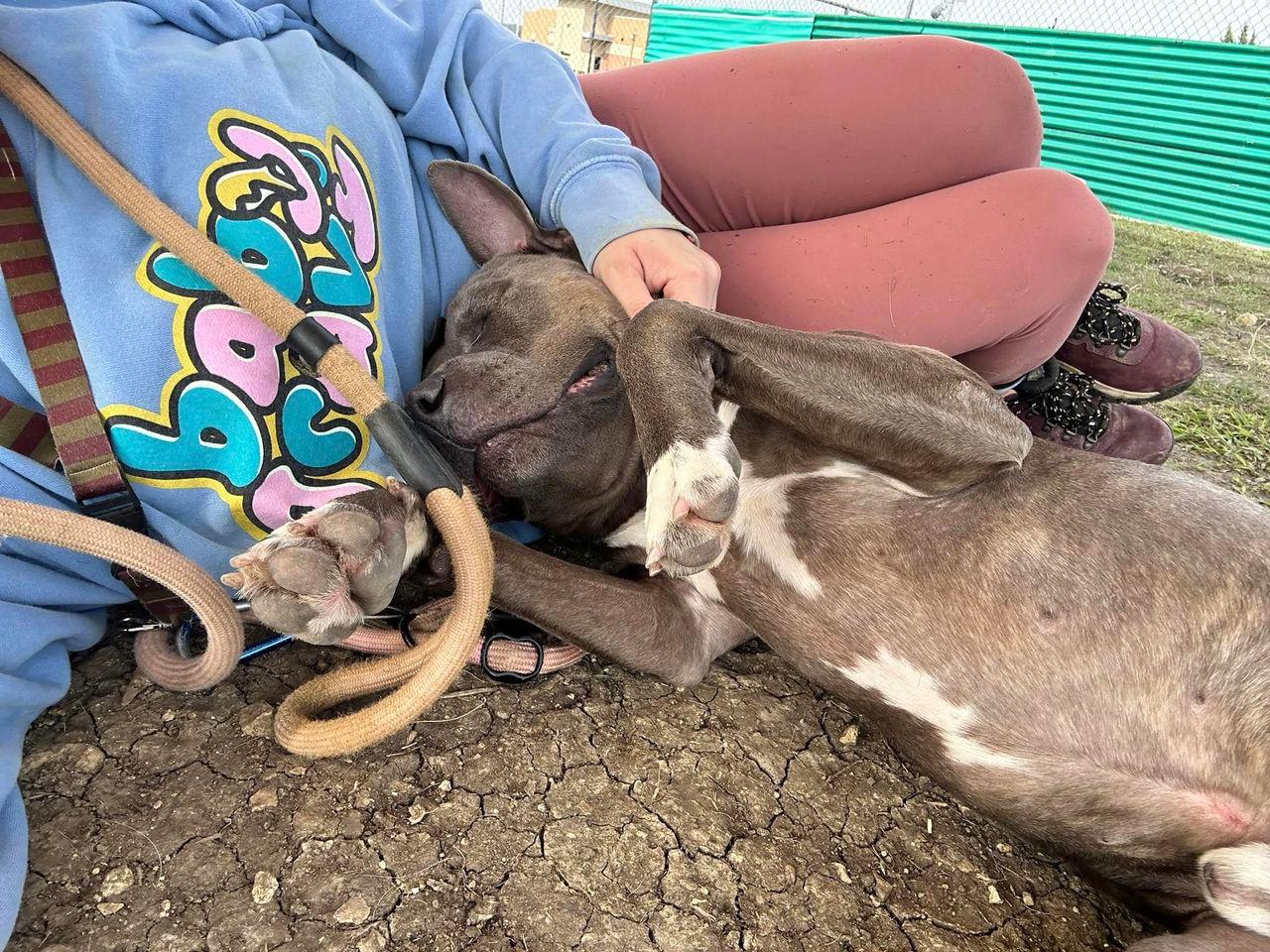 Bonscott up for Adoption