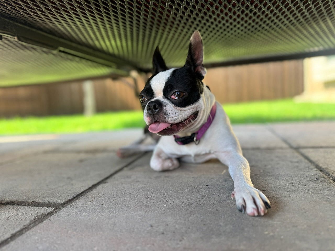 Lady - Boston Terrier