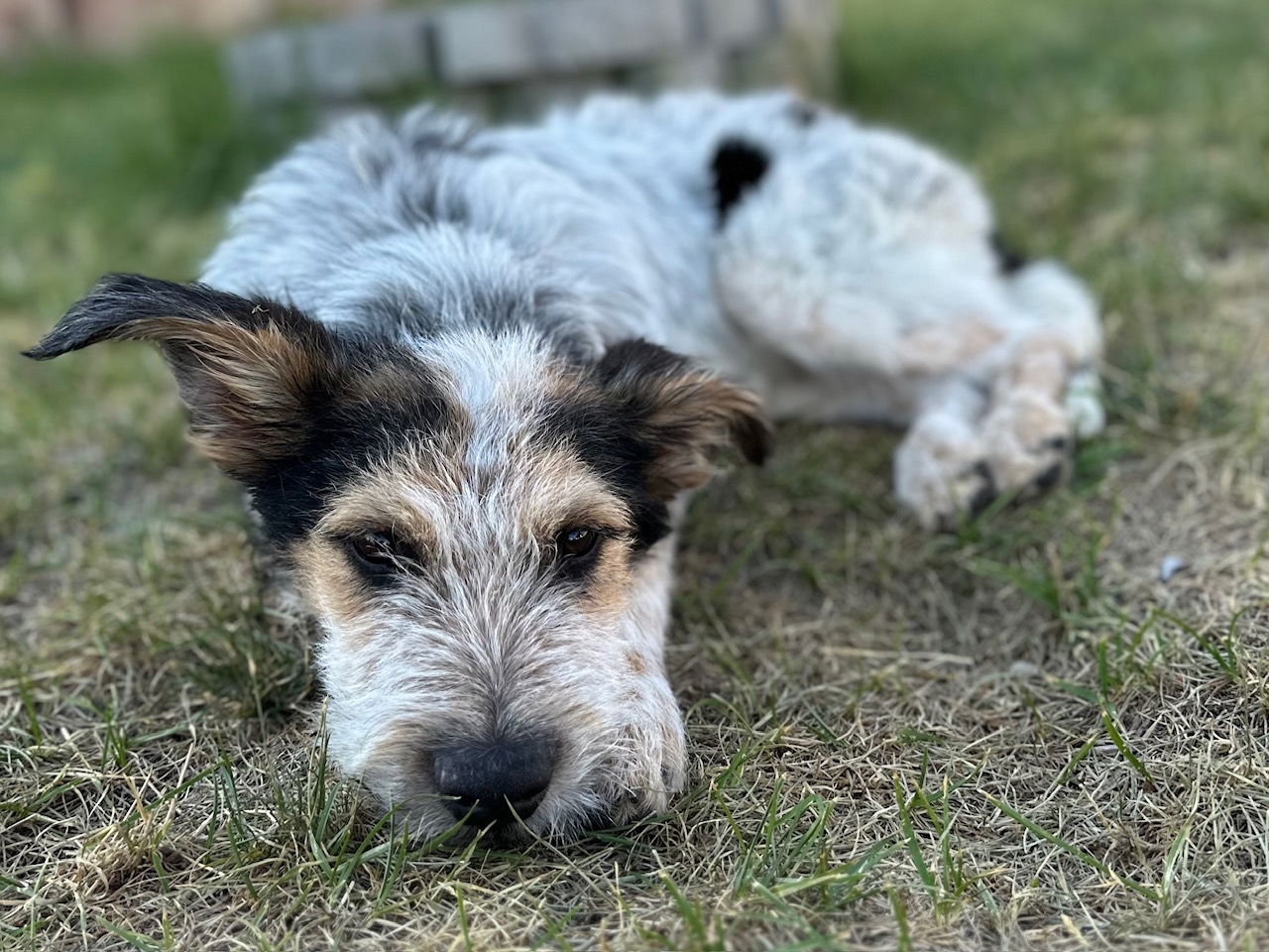 Mumfurd - Cattle Dog