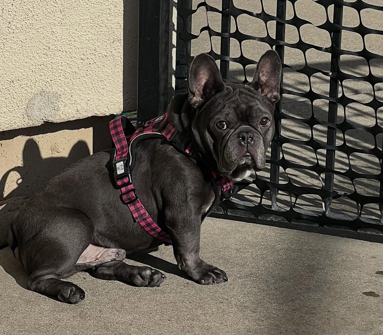 Bruno - French Bulldog