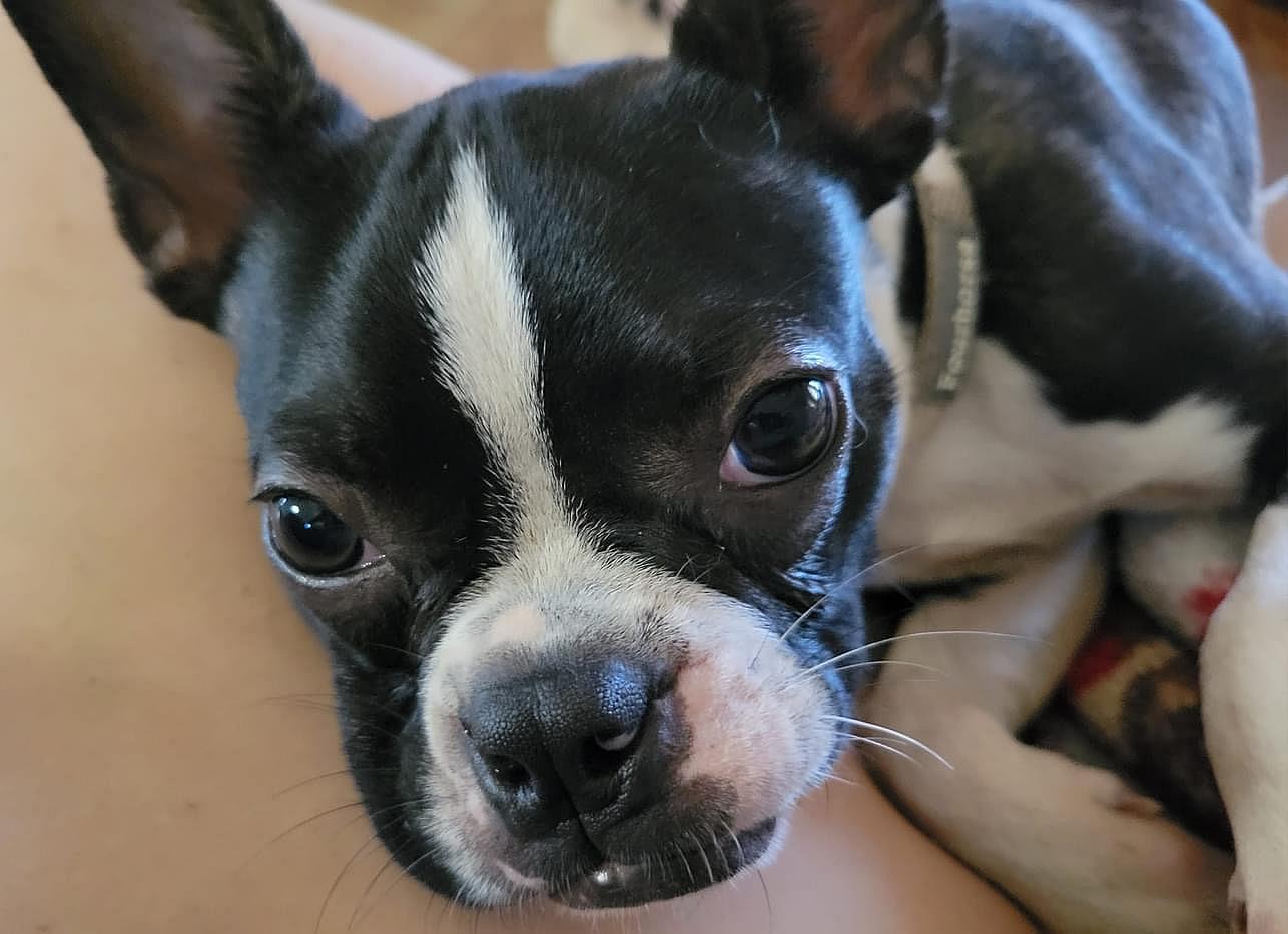 Romeo
