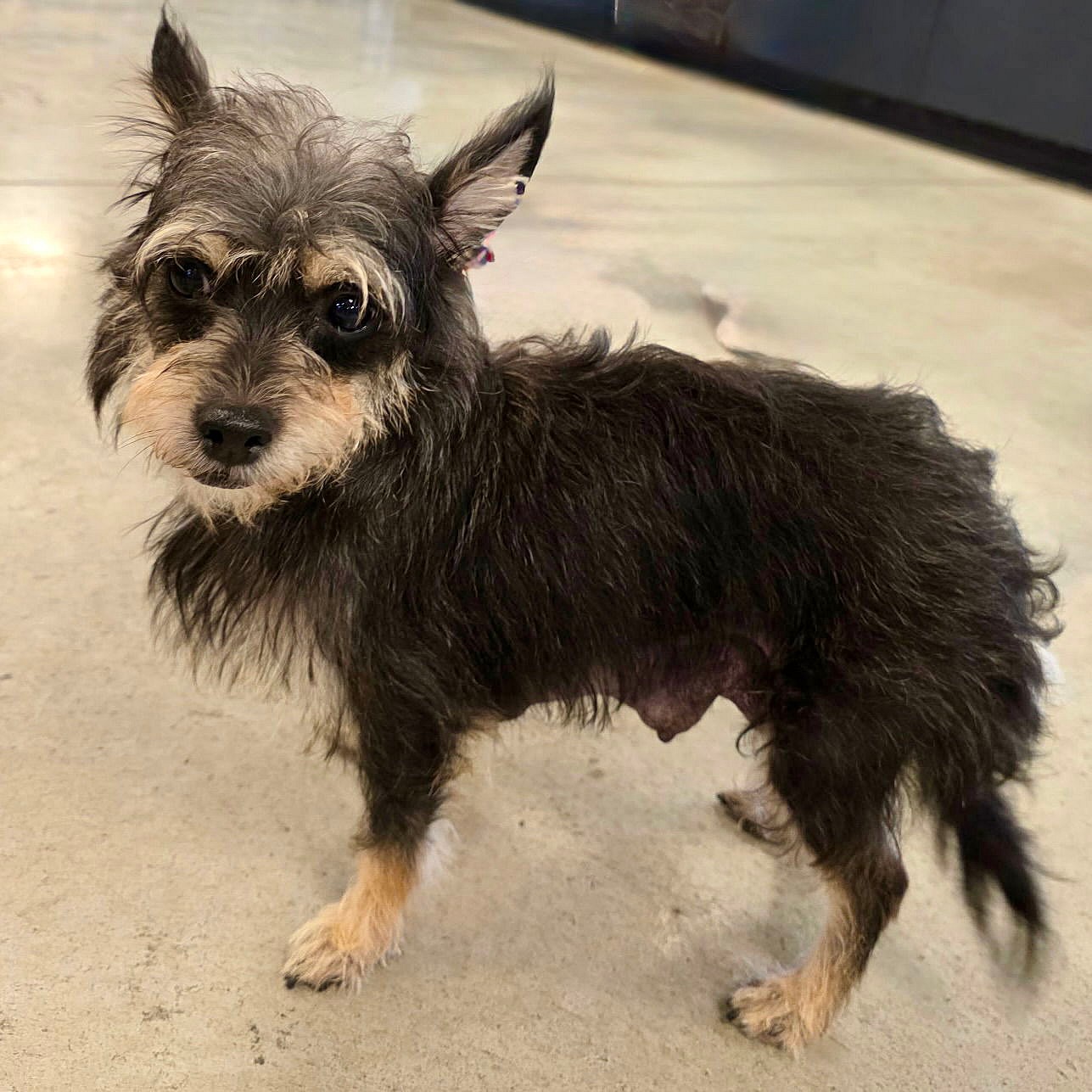 Mimi 2025 - Yorkshire Terrier Yorkie