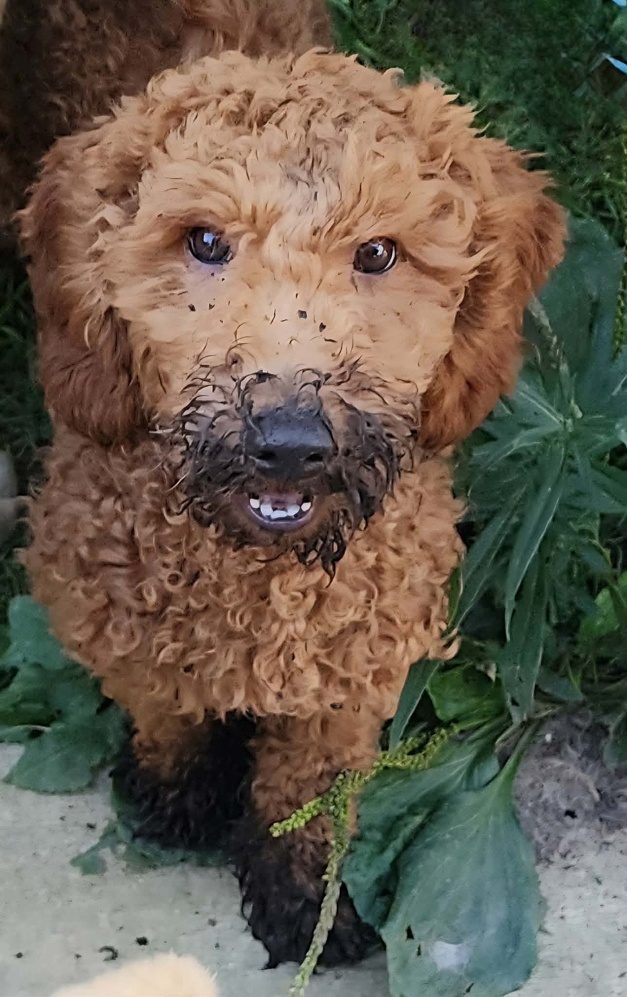 Poppy - Poodle (unknown type)