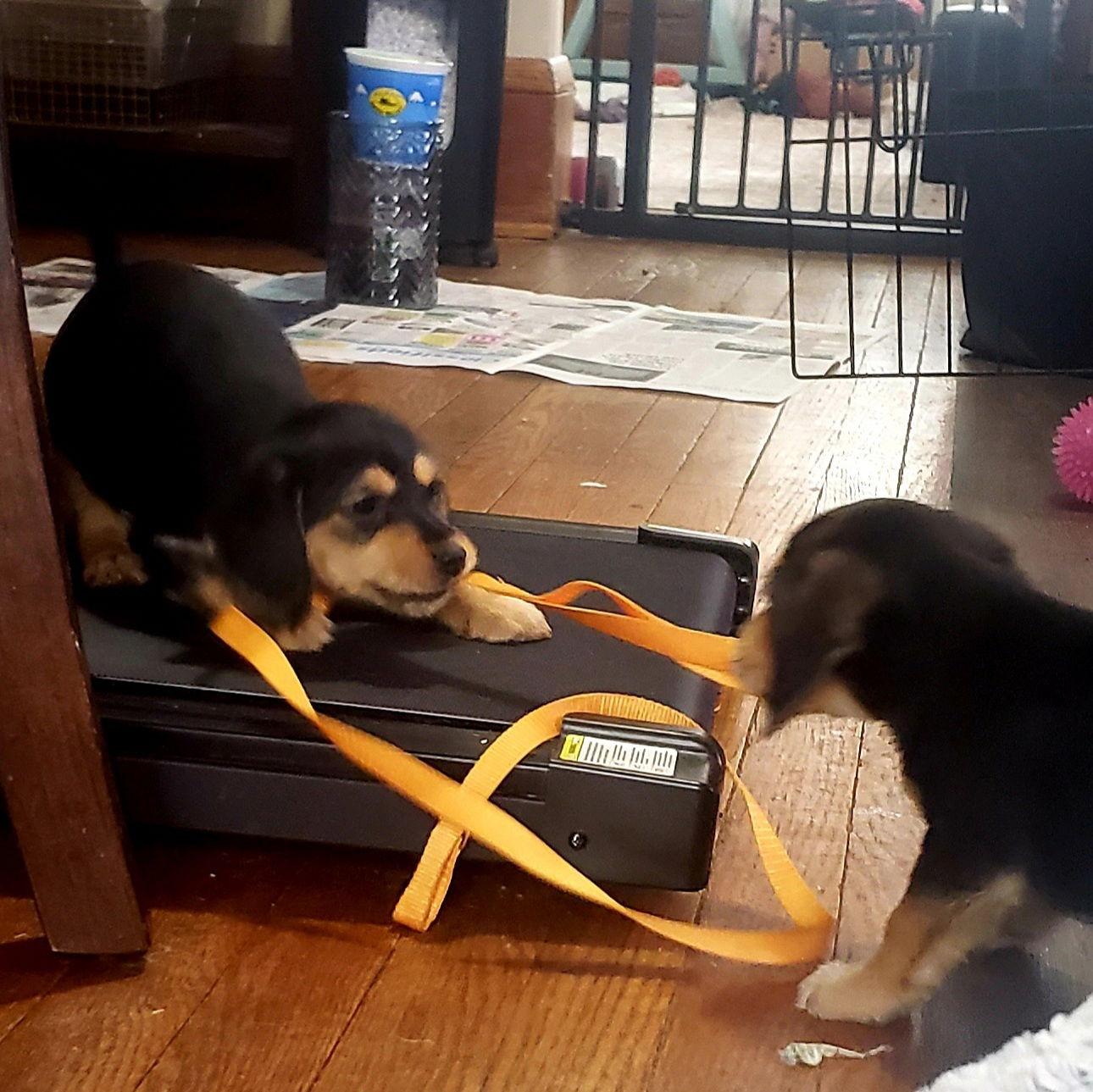 Grace (Beagle Mix Puppy)