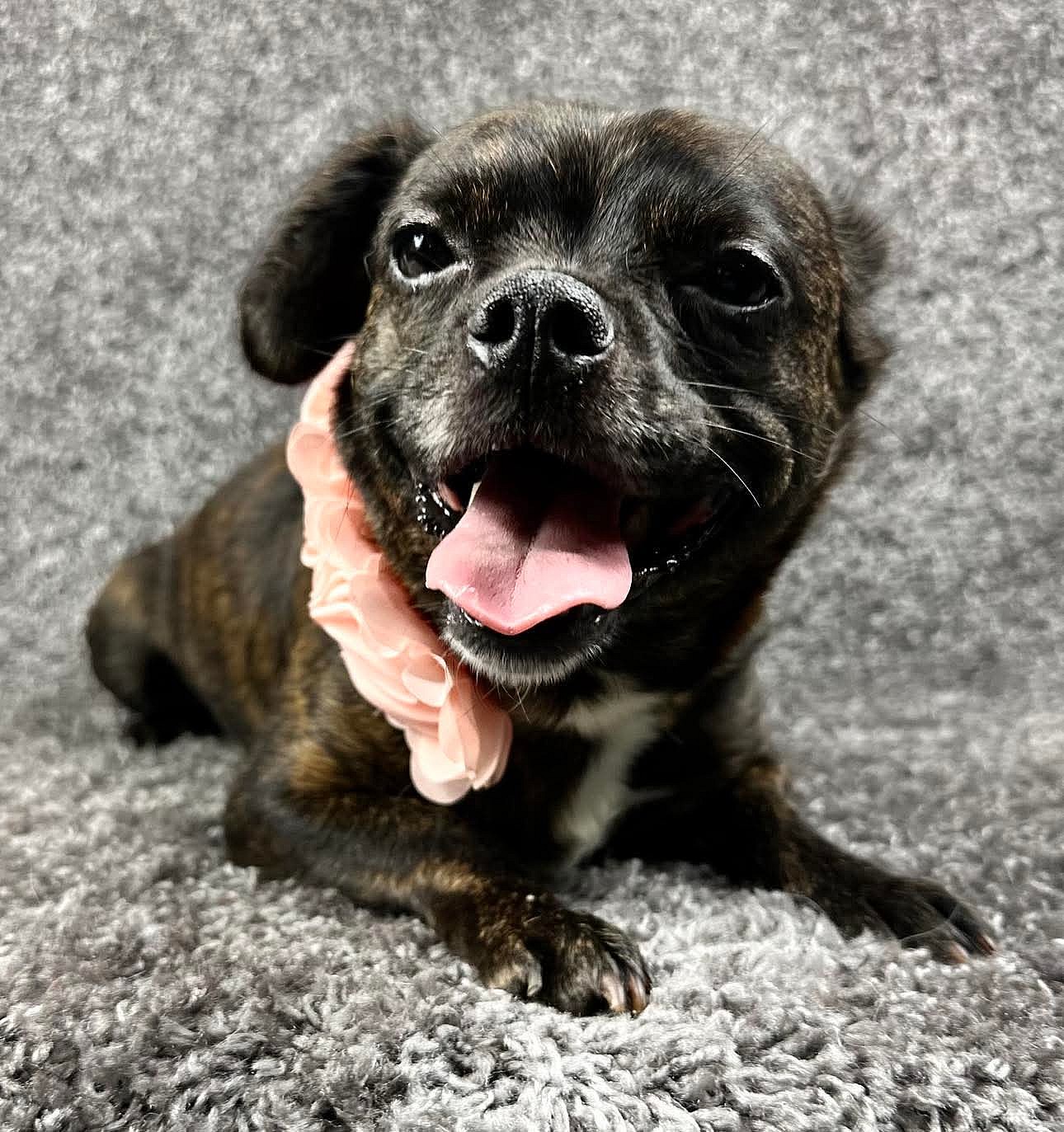 SPONSOR OR FOSTER ME - Oakley - French Bulldog