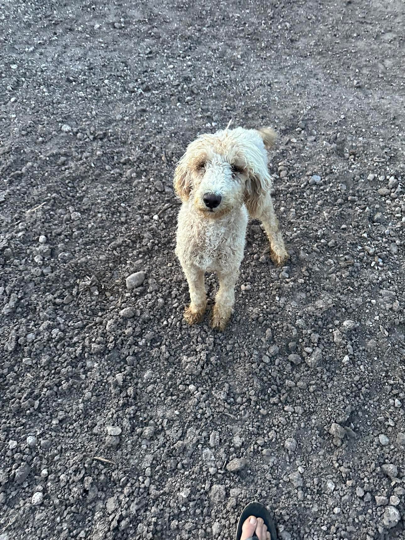 Starla - Poodle (Miniature)