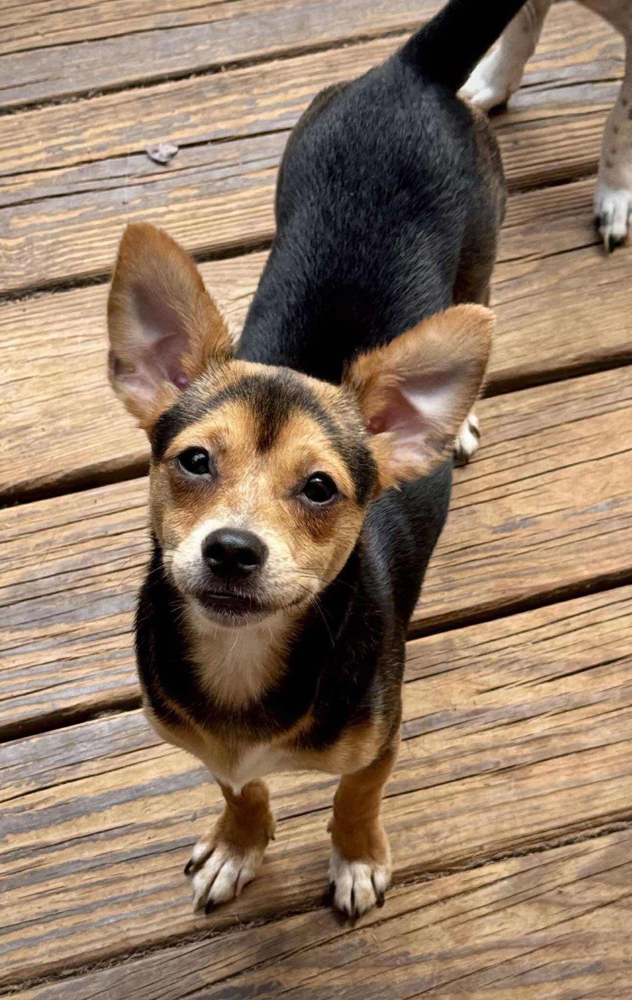 Dakota - Miniature Pinscher