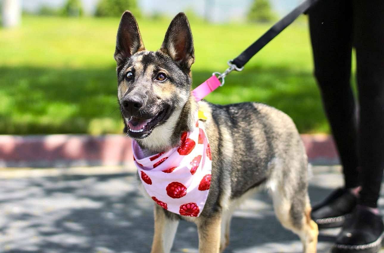 Shakira Isabel - German Shepherd Dog