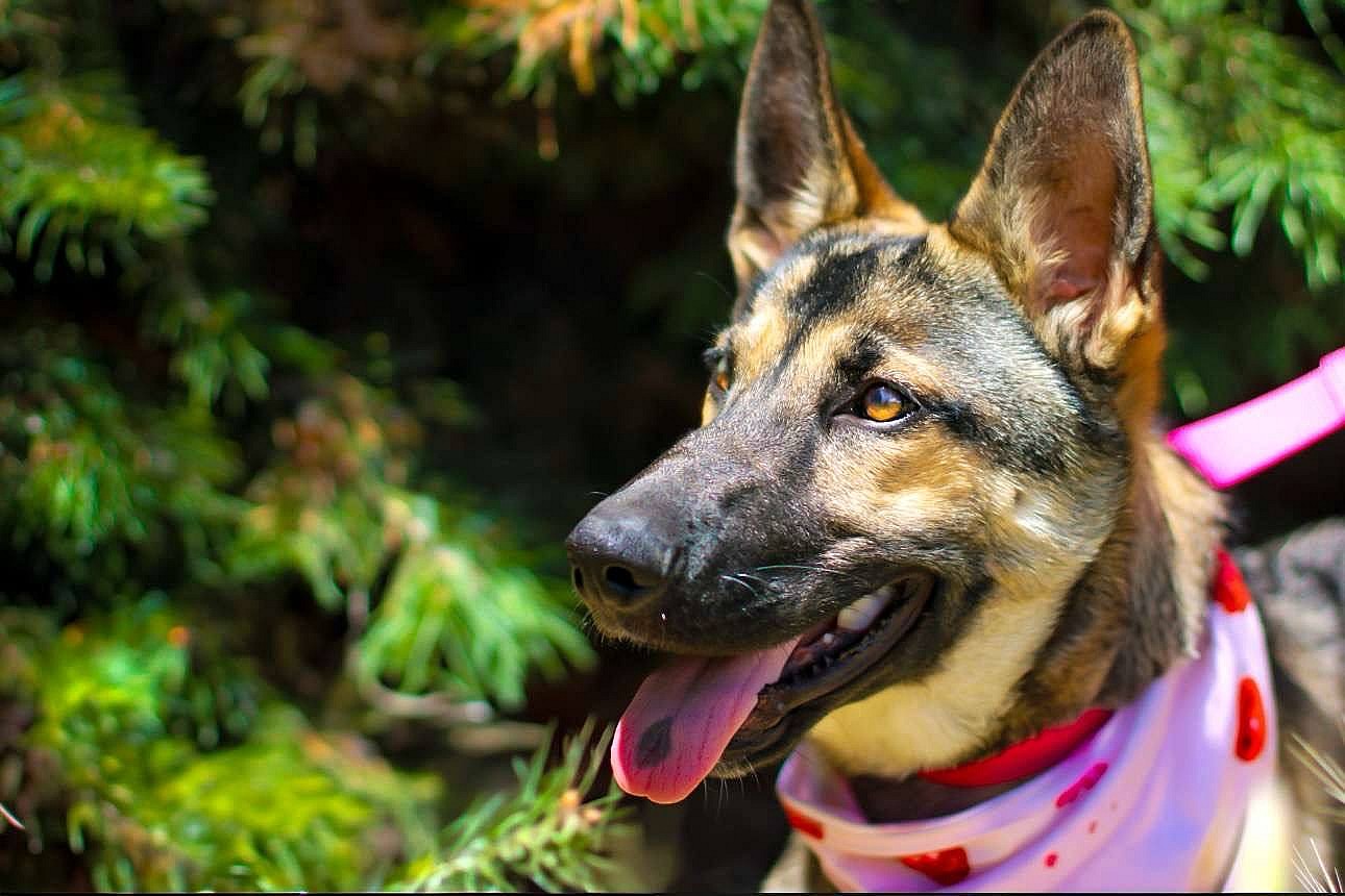 Shakira Isabel - German Shepherd Dog