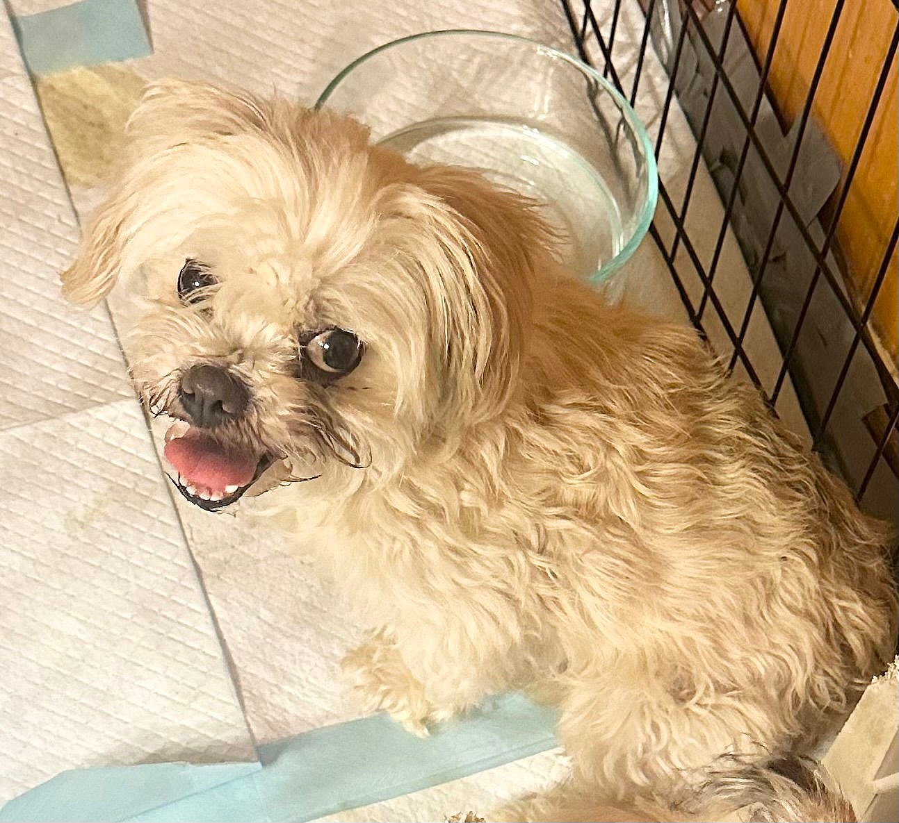 HATTIE - NDS 2 wk foster