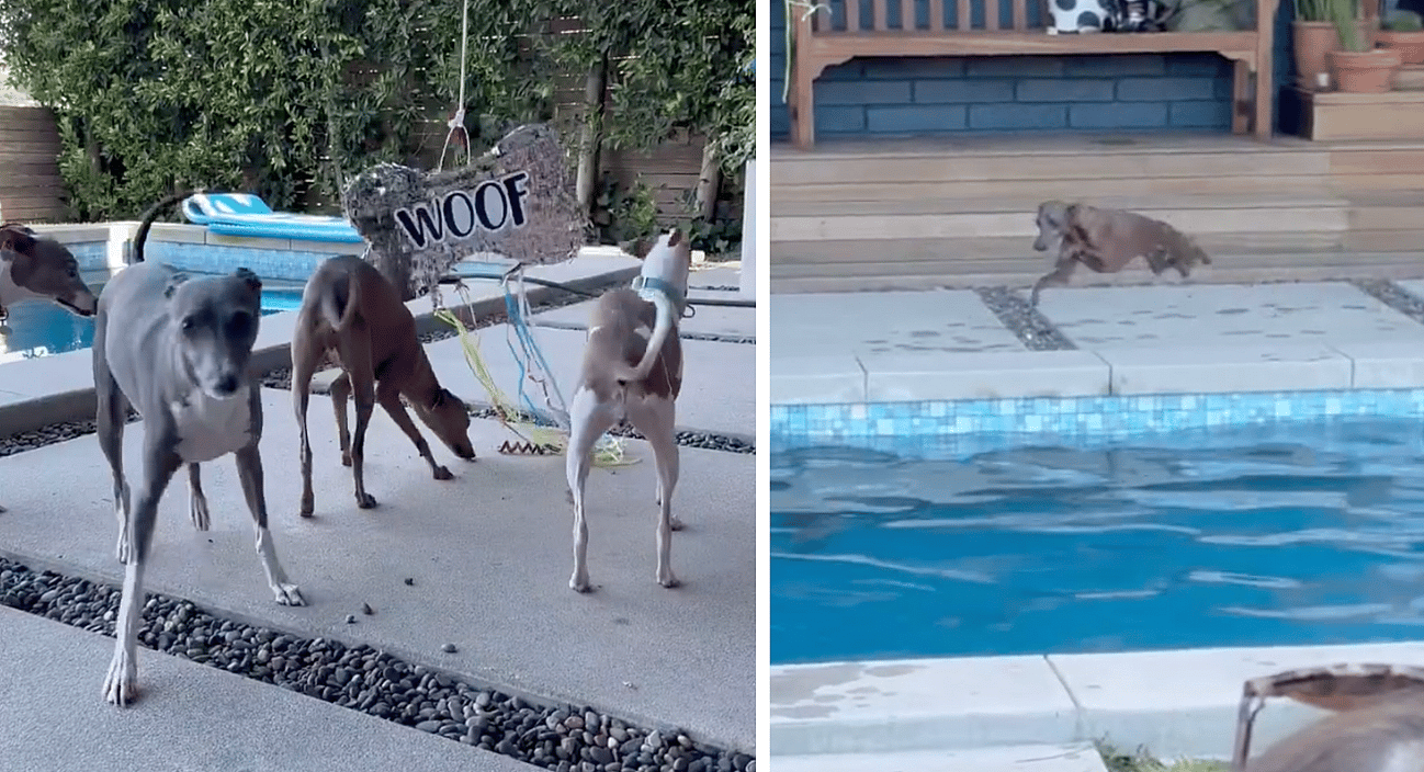Bark-Worthy Bash! Italian Greyhound’s Birthday Party Is What Dog Dreams Are Made Of