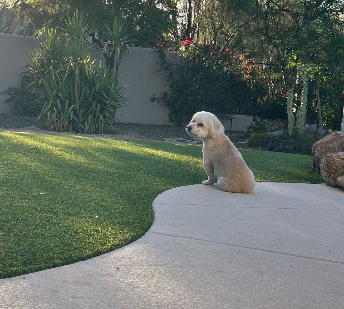 Leo - Lhasa Apso