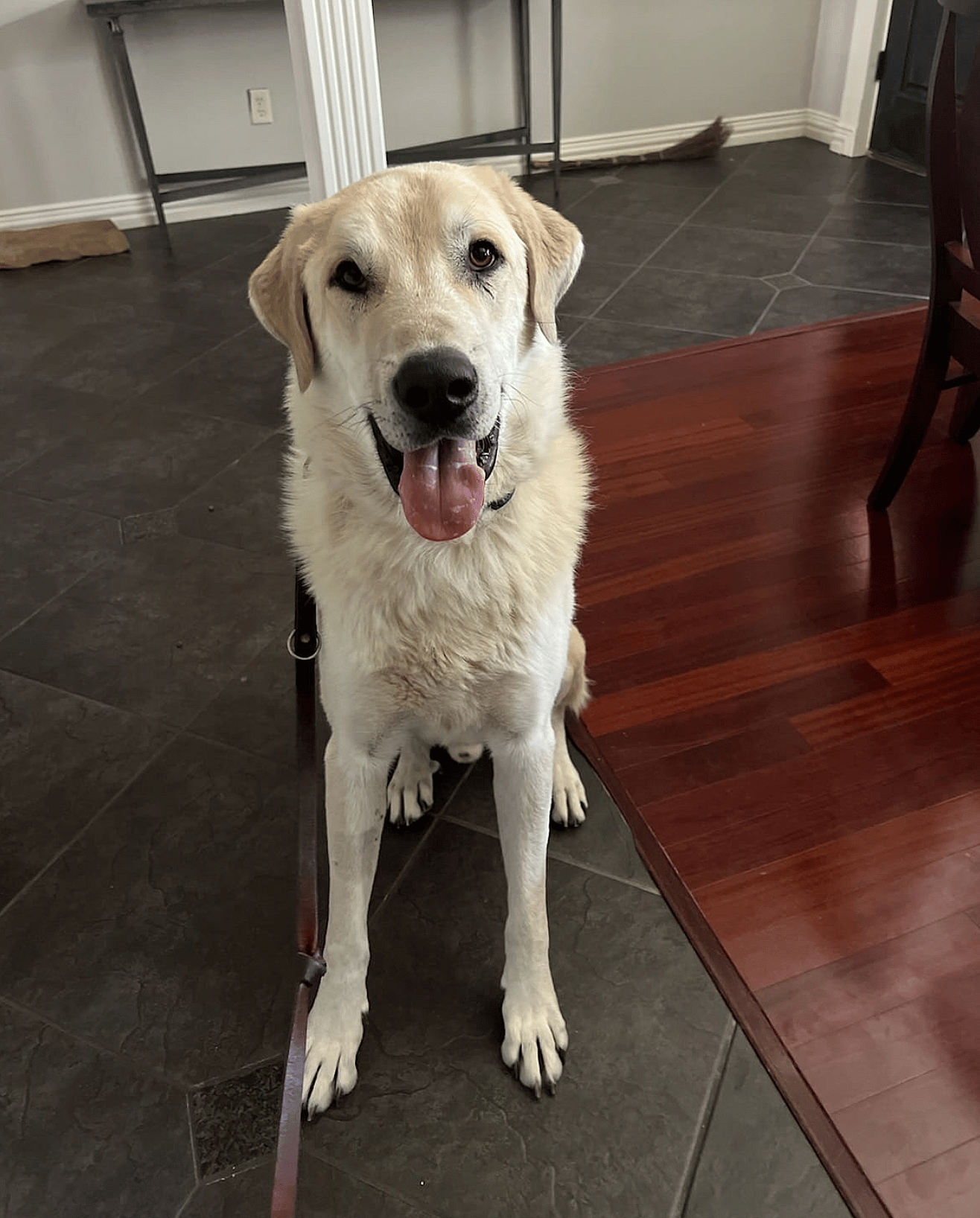 Charlie up for Adoption